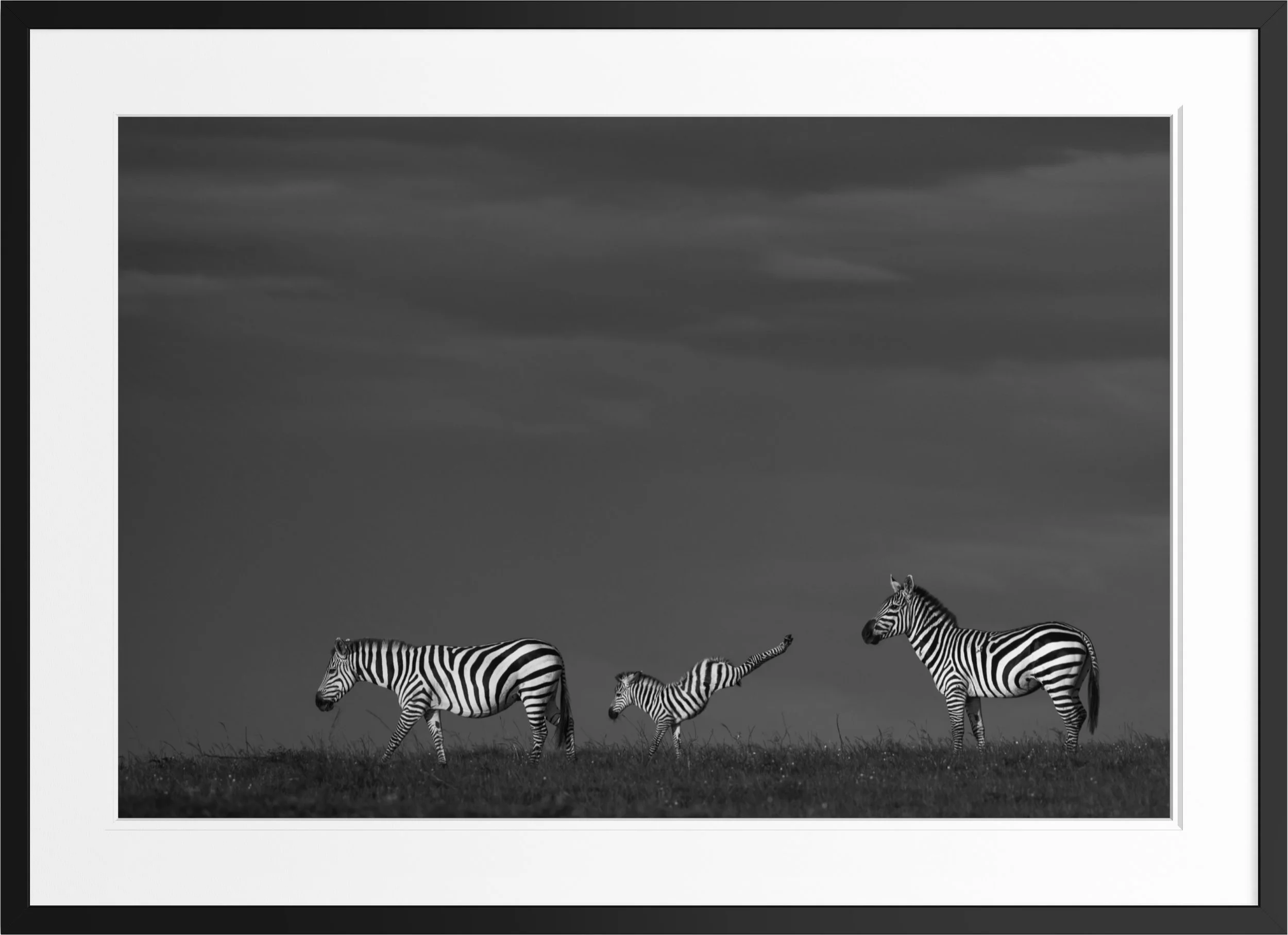 Where the Sky Begins — black and white zebra fine art print, framed, by Vasilis Moustakas