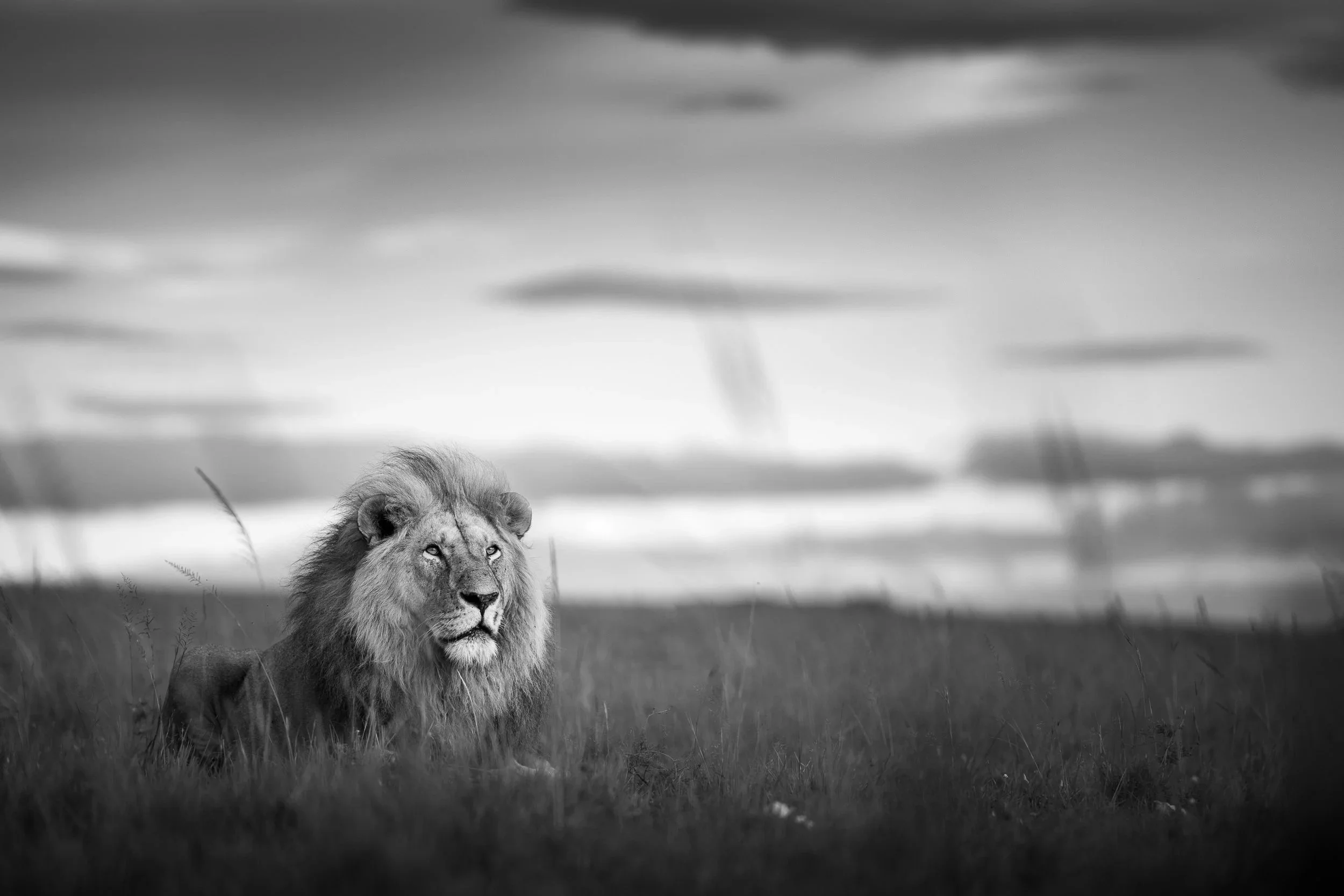 THE HEART OF THE WILD