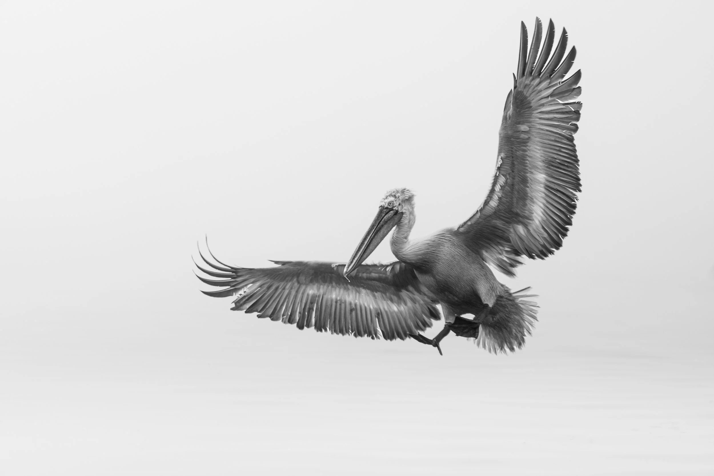 Sovereign Flight