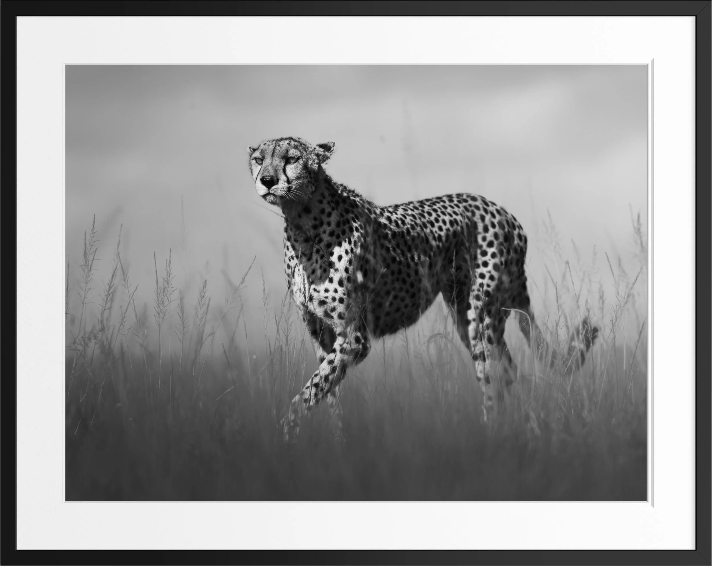 Poised — black and white cheetah fine art print, framed, by Vasilis Moustakas