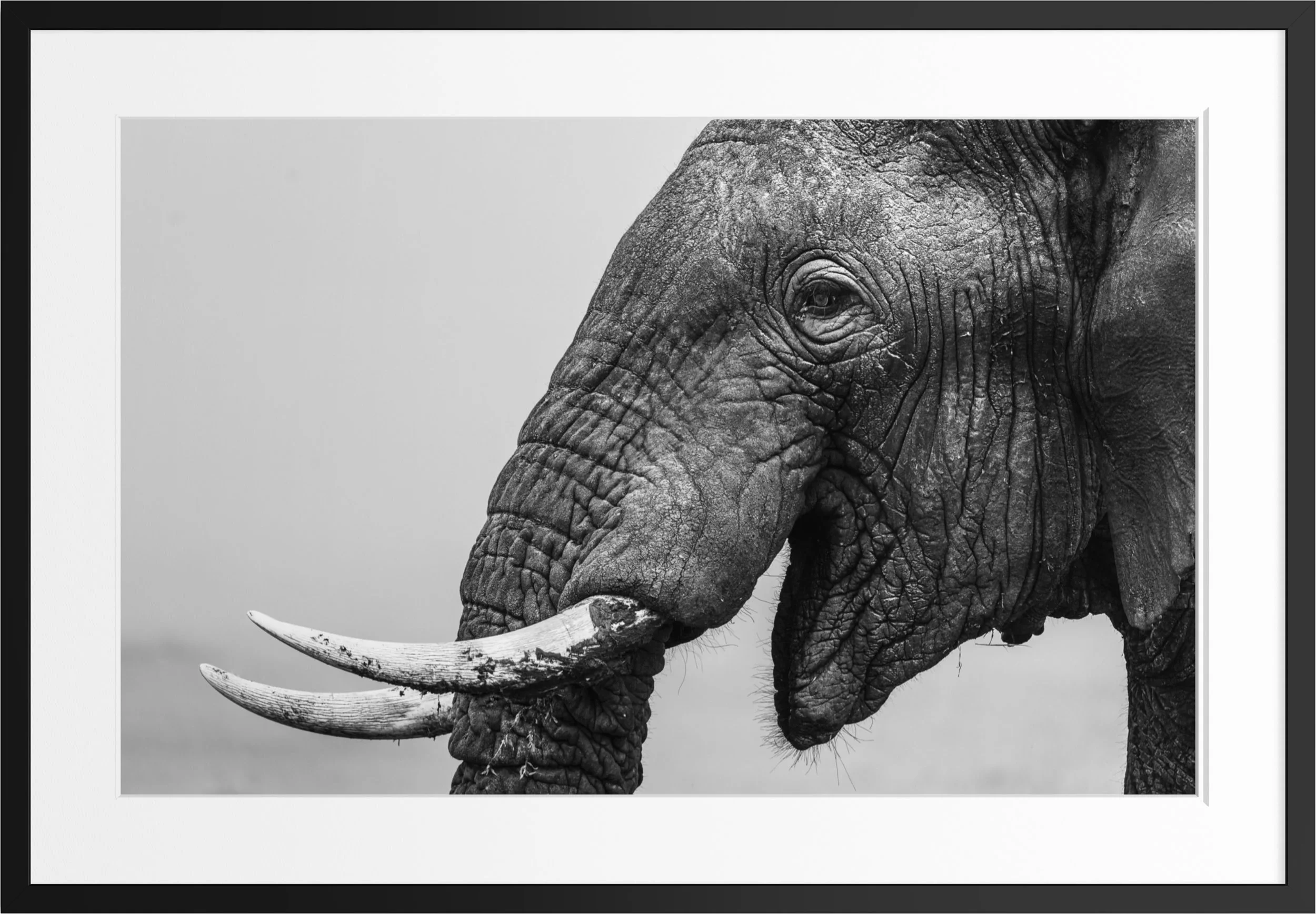 Memory of Dust — black and white elephant fine art print, framed, by Vasilis Moustakas