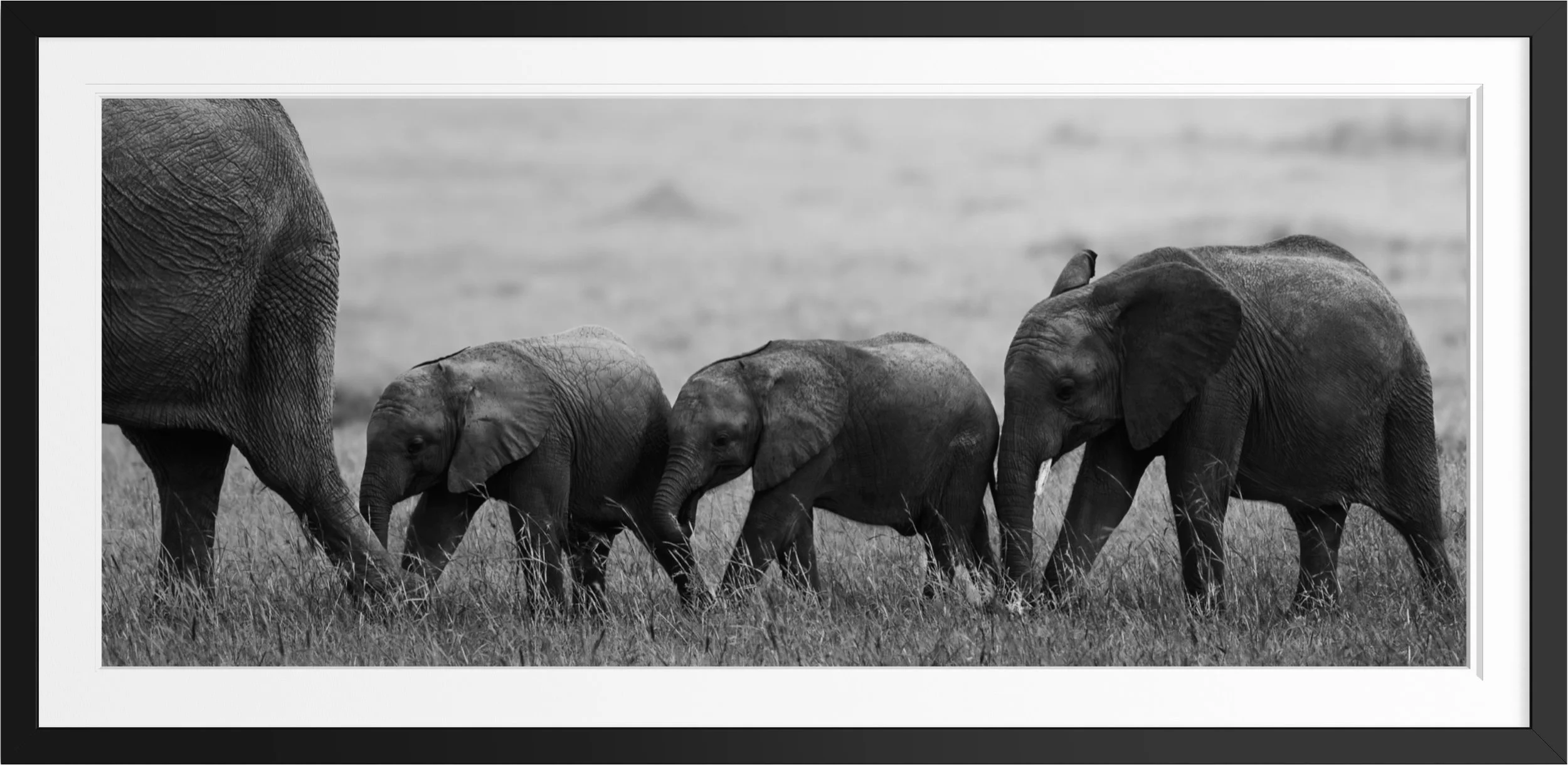 The Followers — black and white elephant fine art print, framed, by Vasilis Moustakas