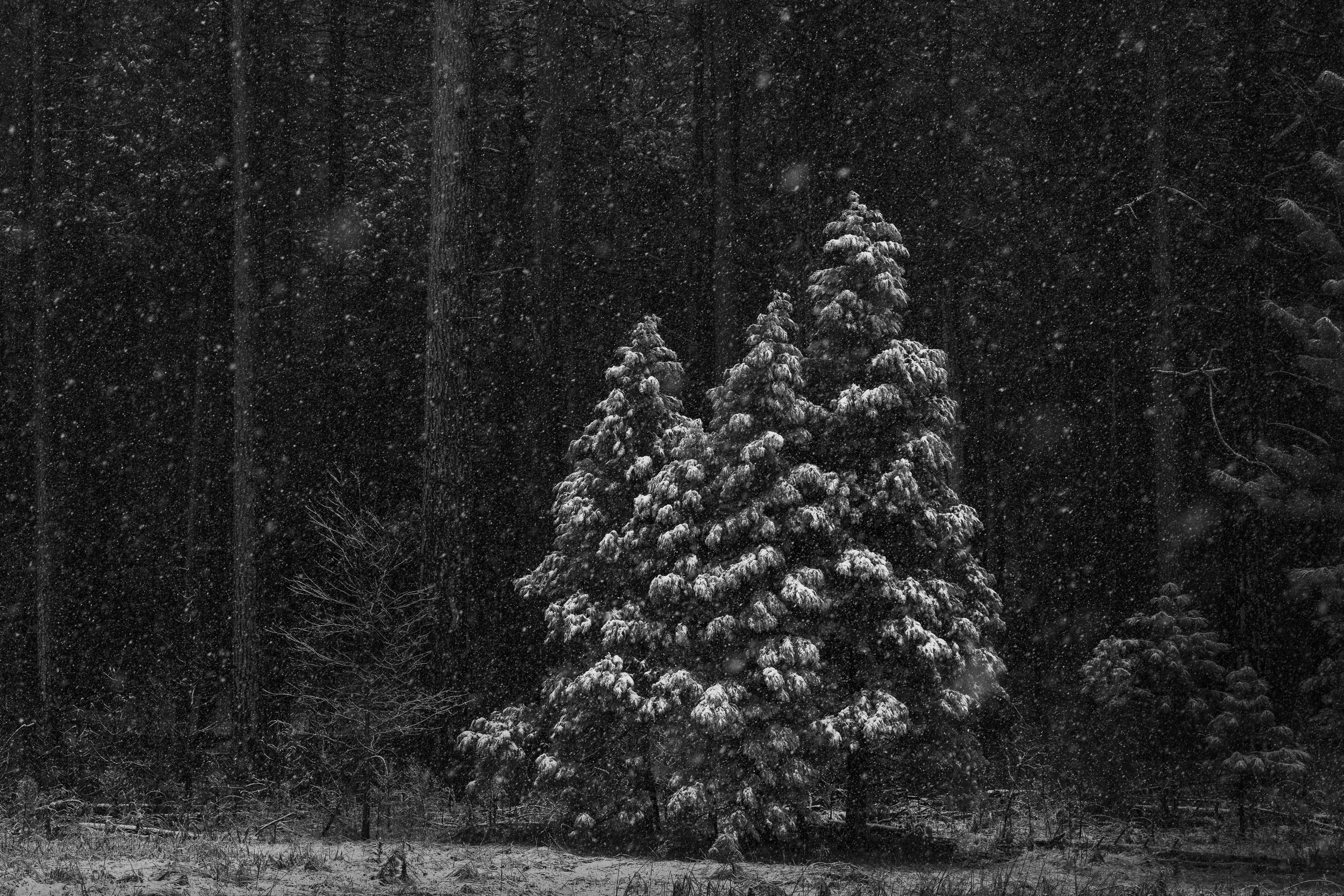 Snow-covered pine trees standing in a dark forest during an early spring snowfall in Yosemite National Park, photographed in black and white.
