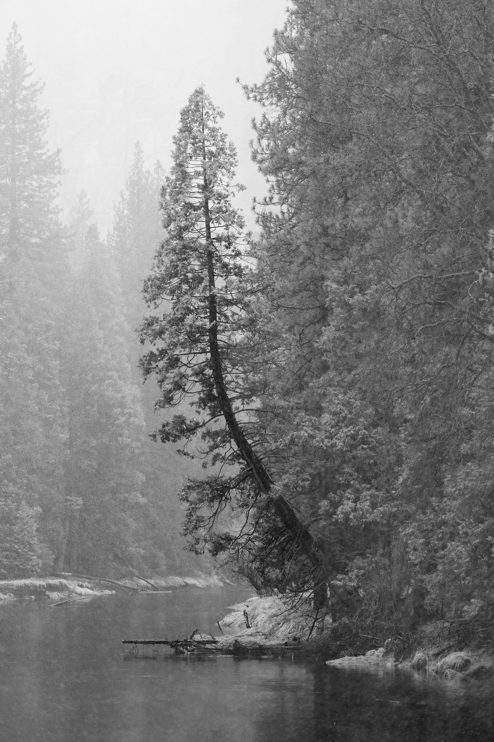 Dancing Tree