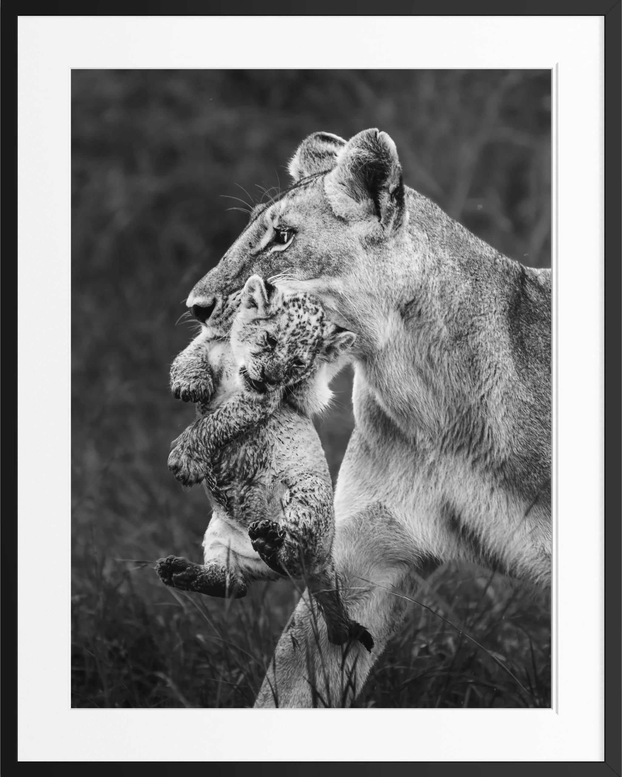 The Carry — black and white lioness fine art print, framed, by Vasilis Moustakas