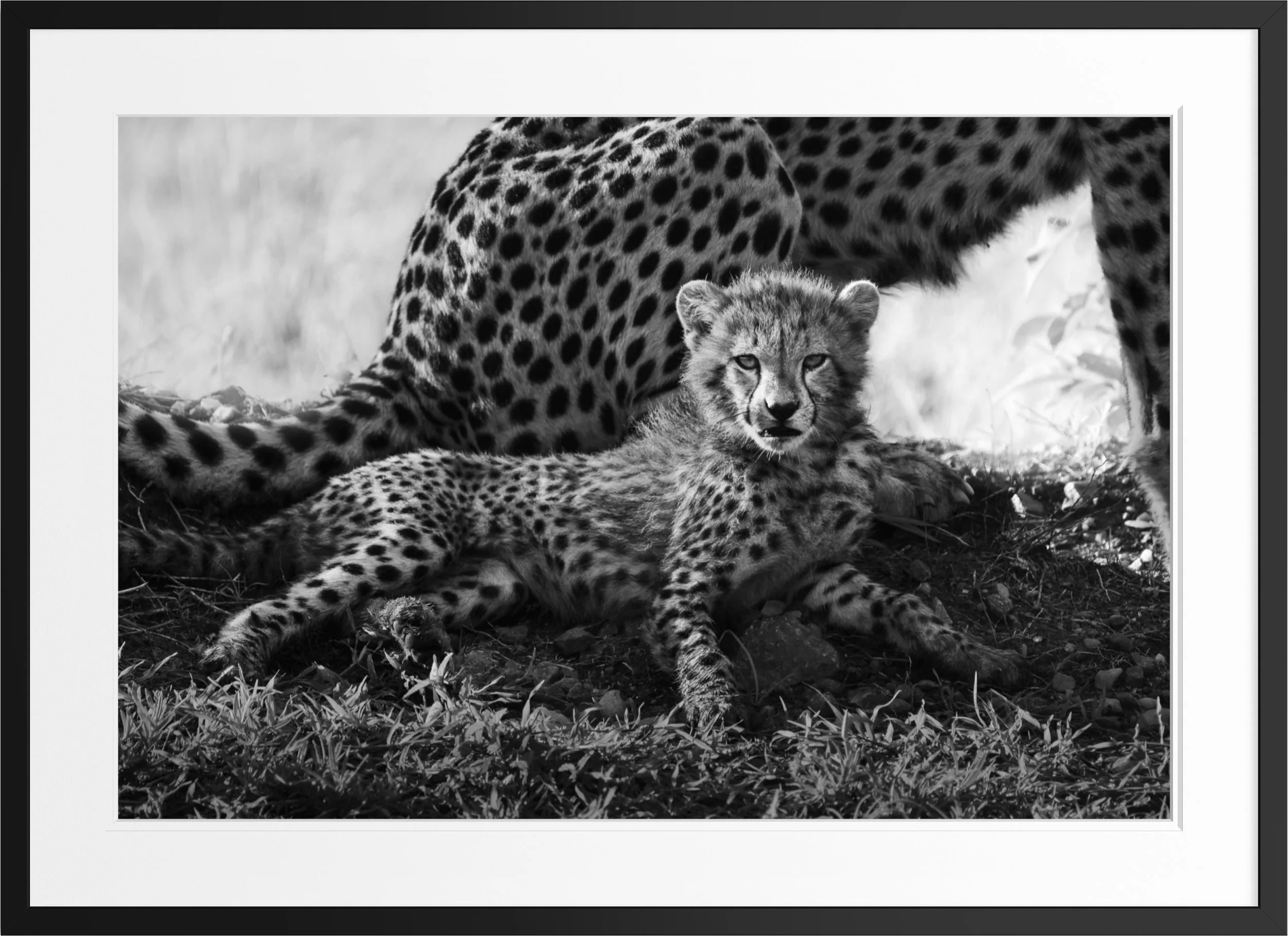 Under Her Spots — black and white cheetah fine art print, framed, by Vasilis Moustakas