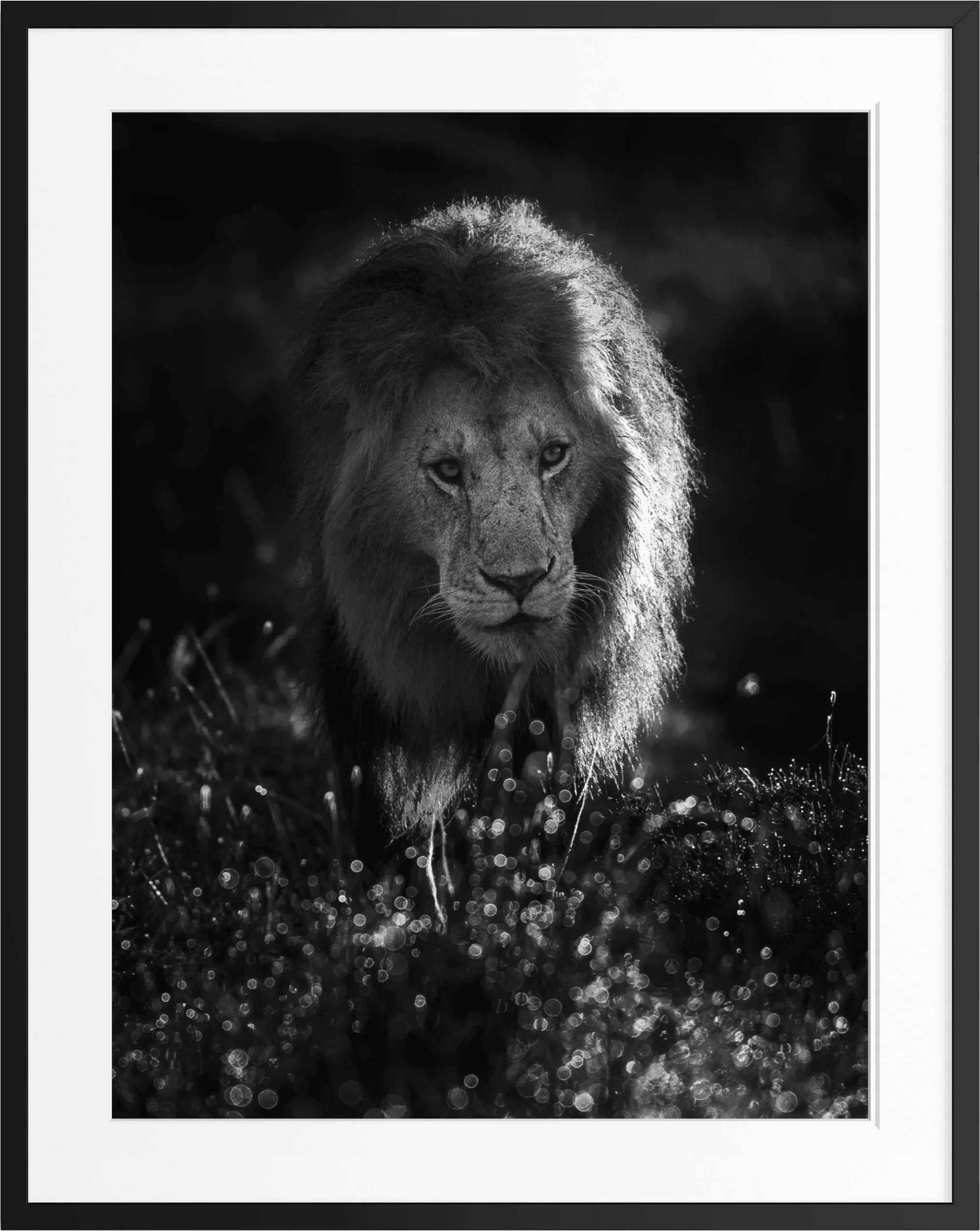 Crown of Light — black and white lion fine art print, framed, by Vasilis Moustakas