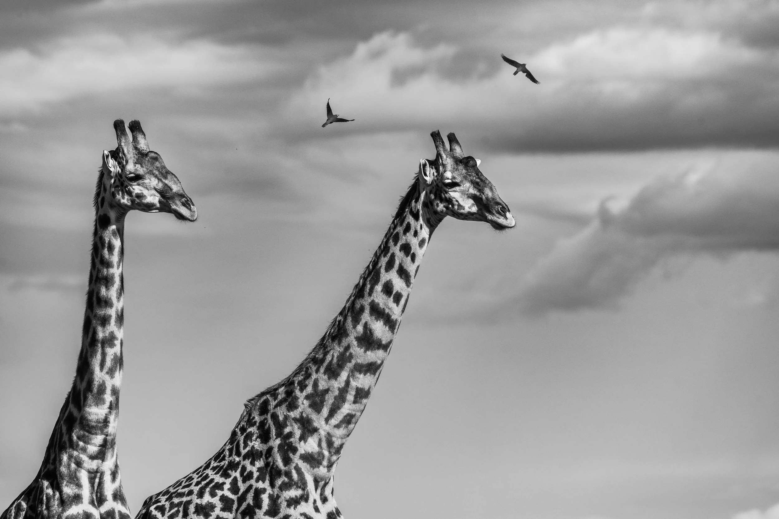Shared Horizon — black and white fine art wildlife photograph of two giraffes with birds flying overhead against a dramatic sky, Maasai Mara National Reserve, Kenya, by Vasilis Moustakas