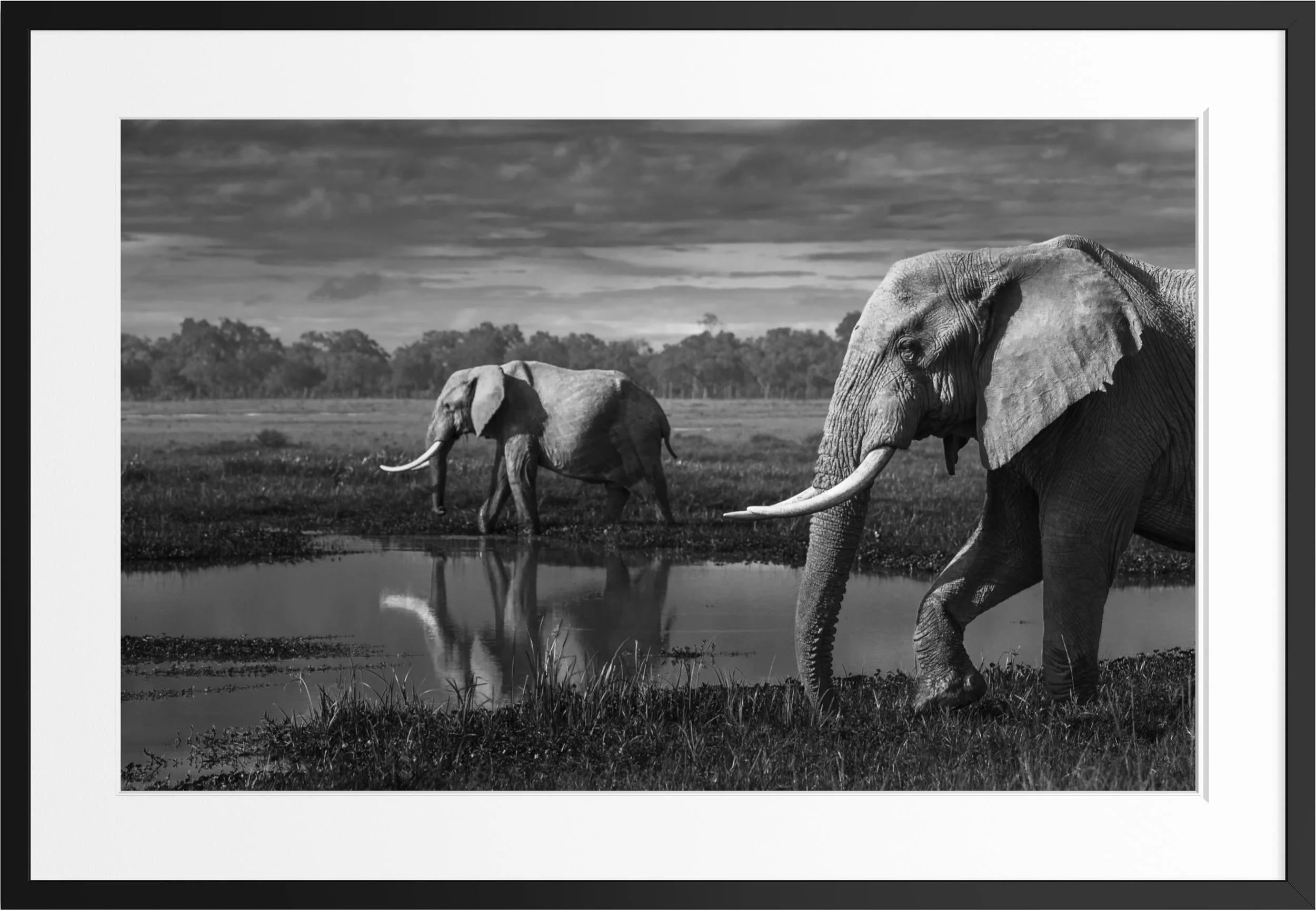 What the Marsh Holds — black and white elephant fine art print, framed, by Vasilis Moustakas
