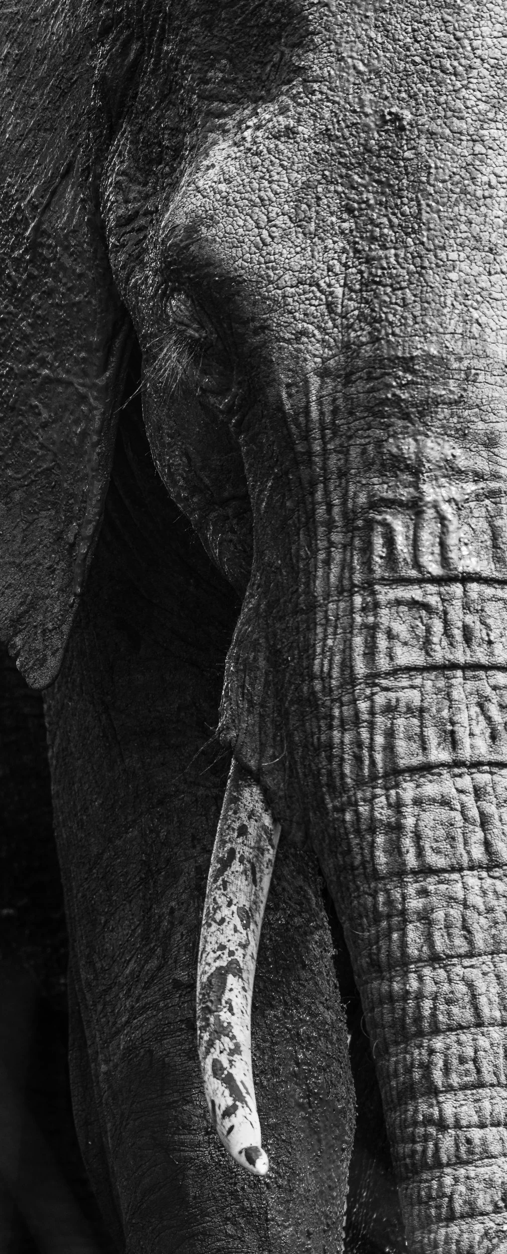 The Weight of Years — black and white fine art wildlife photograph of an elephant's textured skin and tusk in close-up detail, Maasai Mara, Kenya, by Vasilis Moustakas
