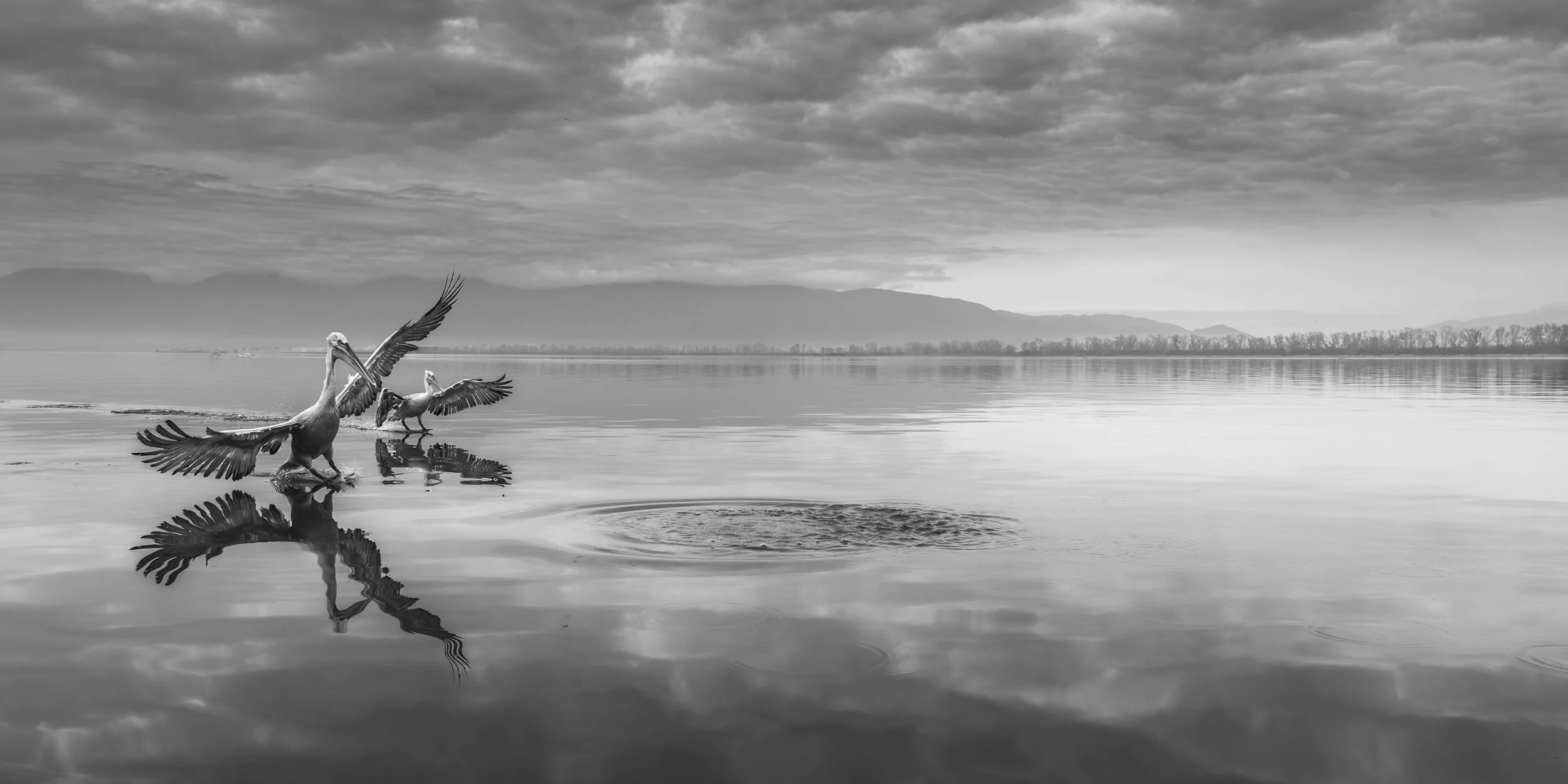 Tranquil Reign
