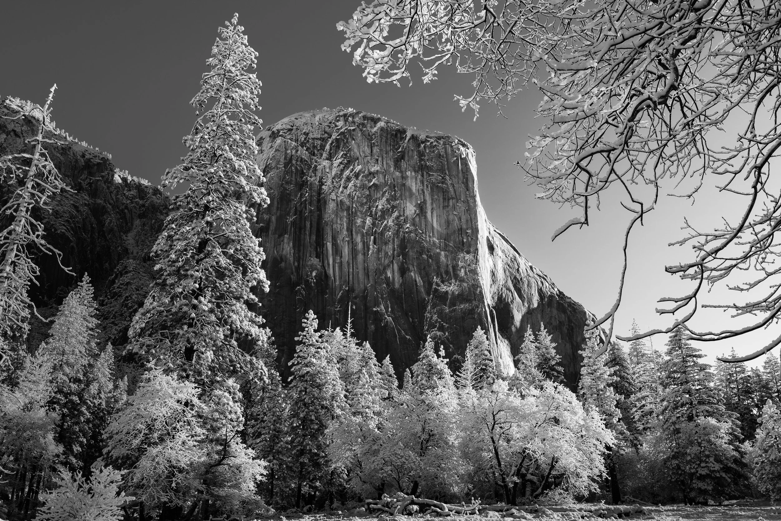 Framing El Capitan — black and white fine art landscape photograph of El Capitan rising through snow-covered trees, Yosemite National Park, by Vasilis Moustakas