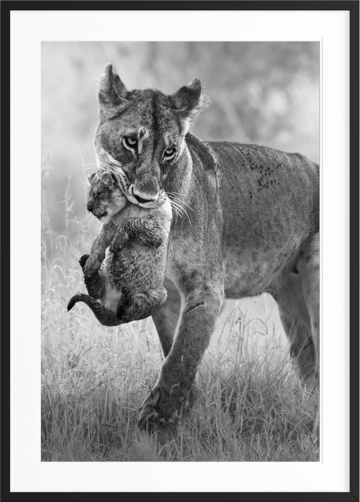 Mama — black and white fine art wildlife photograph of a lioness carrying her cub through tall grass, Maasai Mara National Reserve, Kenya, by Vasilis Moustakas