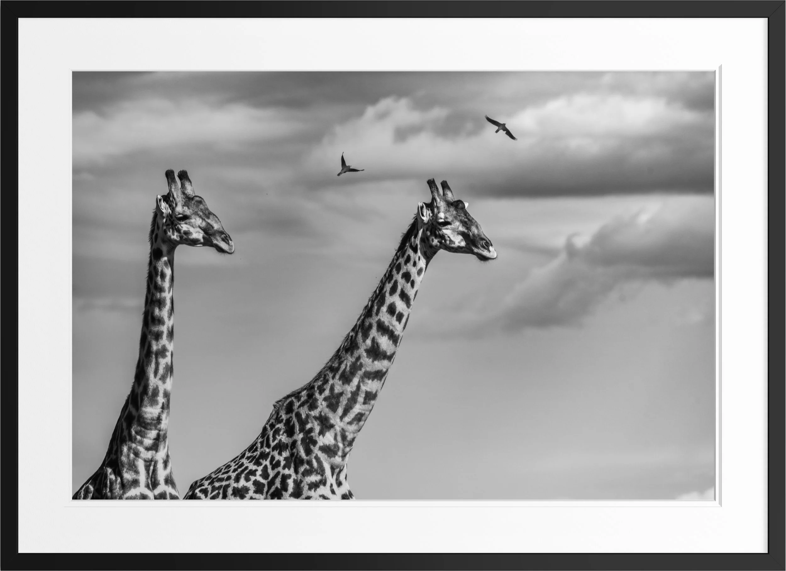 Shared Horizon — black and white giraffe fine art print, framed, by Vasilis Moustakas