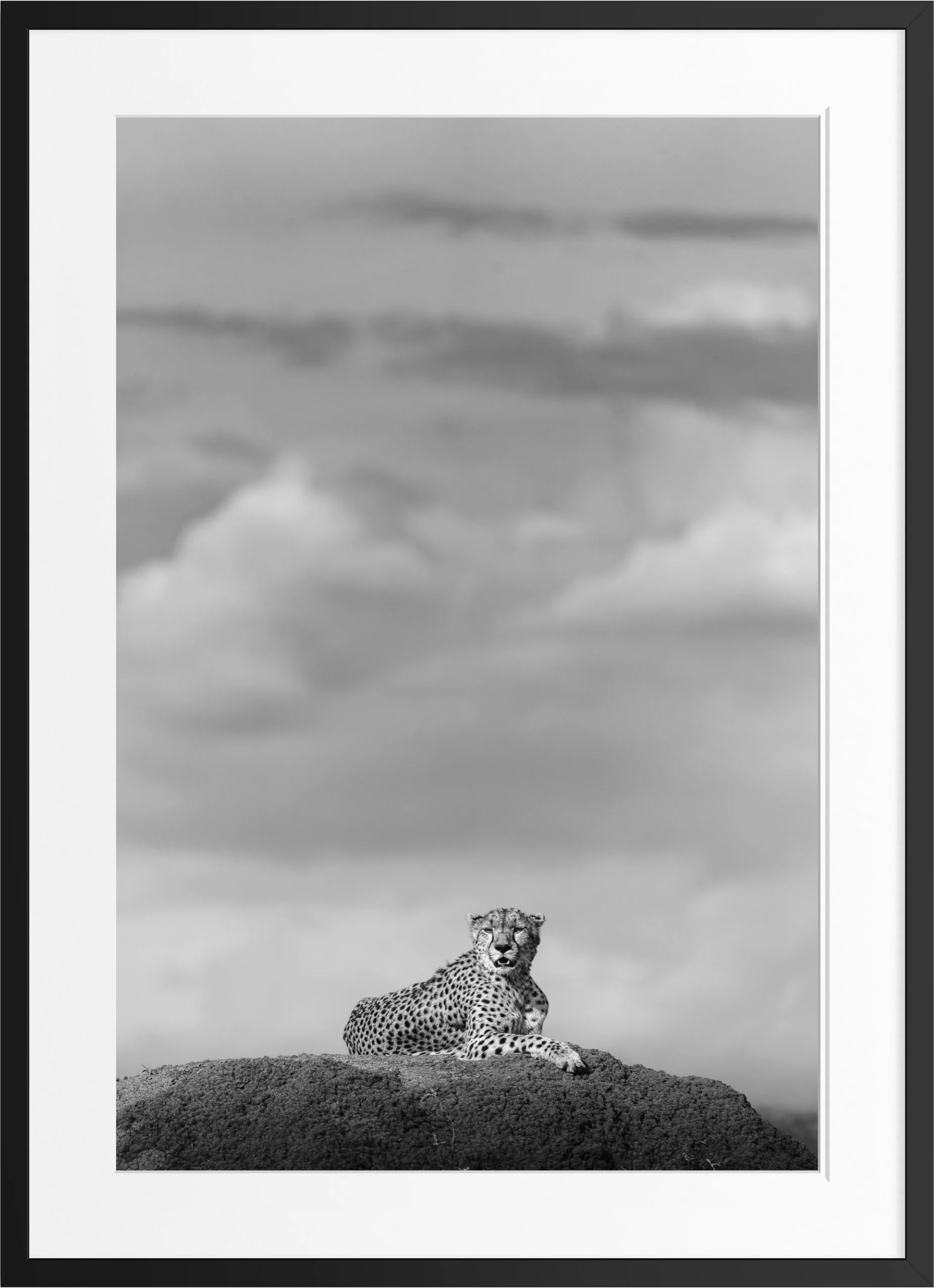 The Vantage — black and white cheetah fine art print, framed, by Vasilis Moustakas