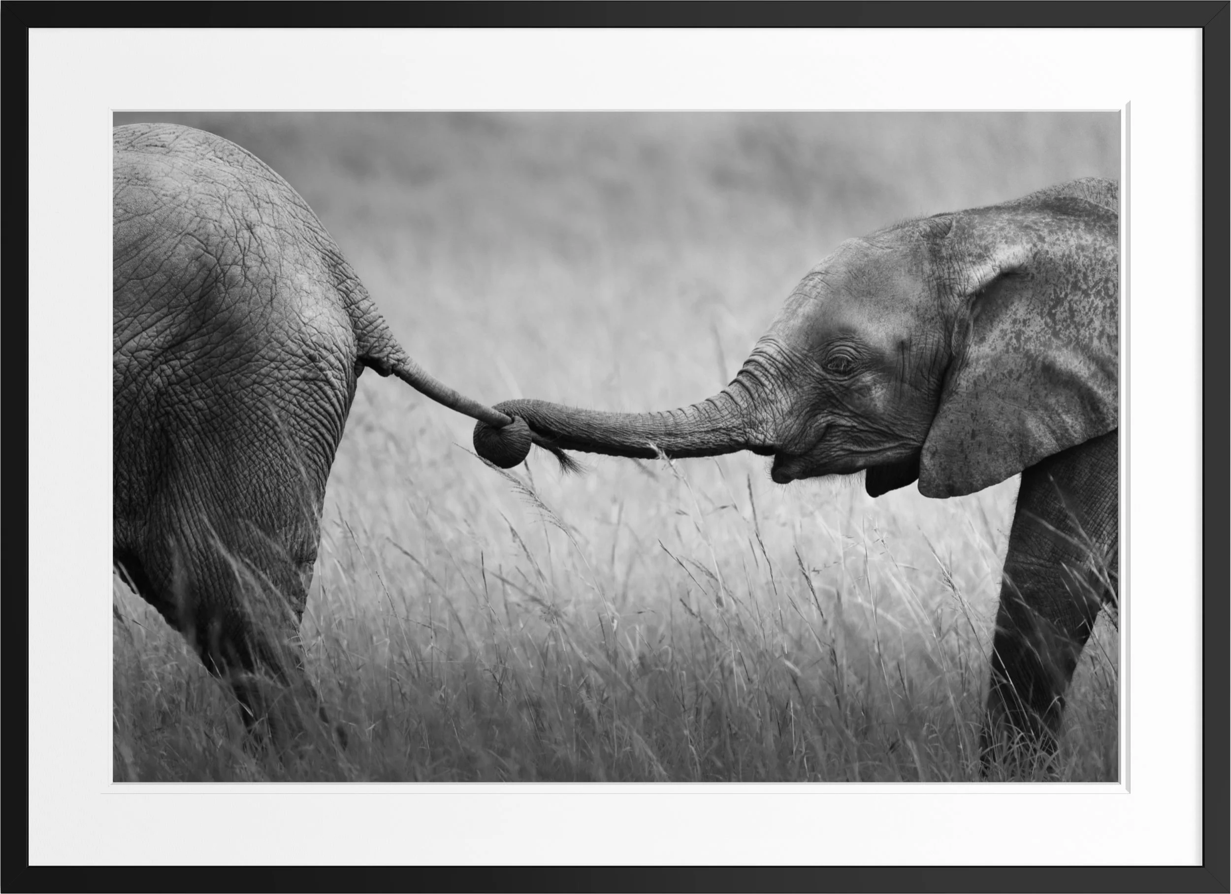 Held Together — black and white elephant fine art print, framed, by Vasilis Moustakas