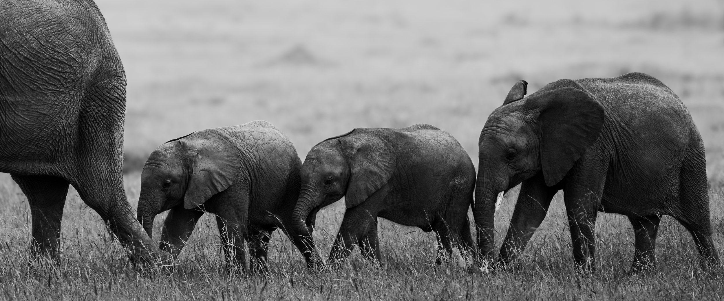 Black and white wildlife photograph of elephants walking in a line across open ground