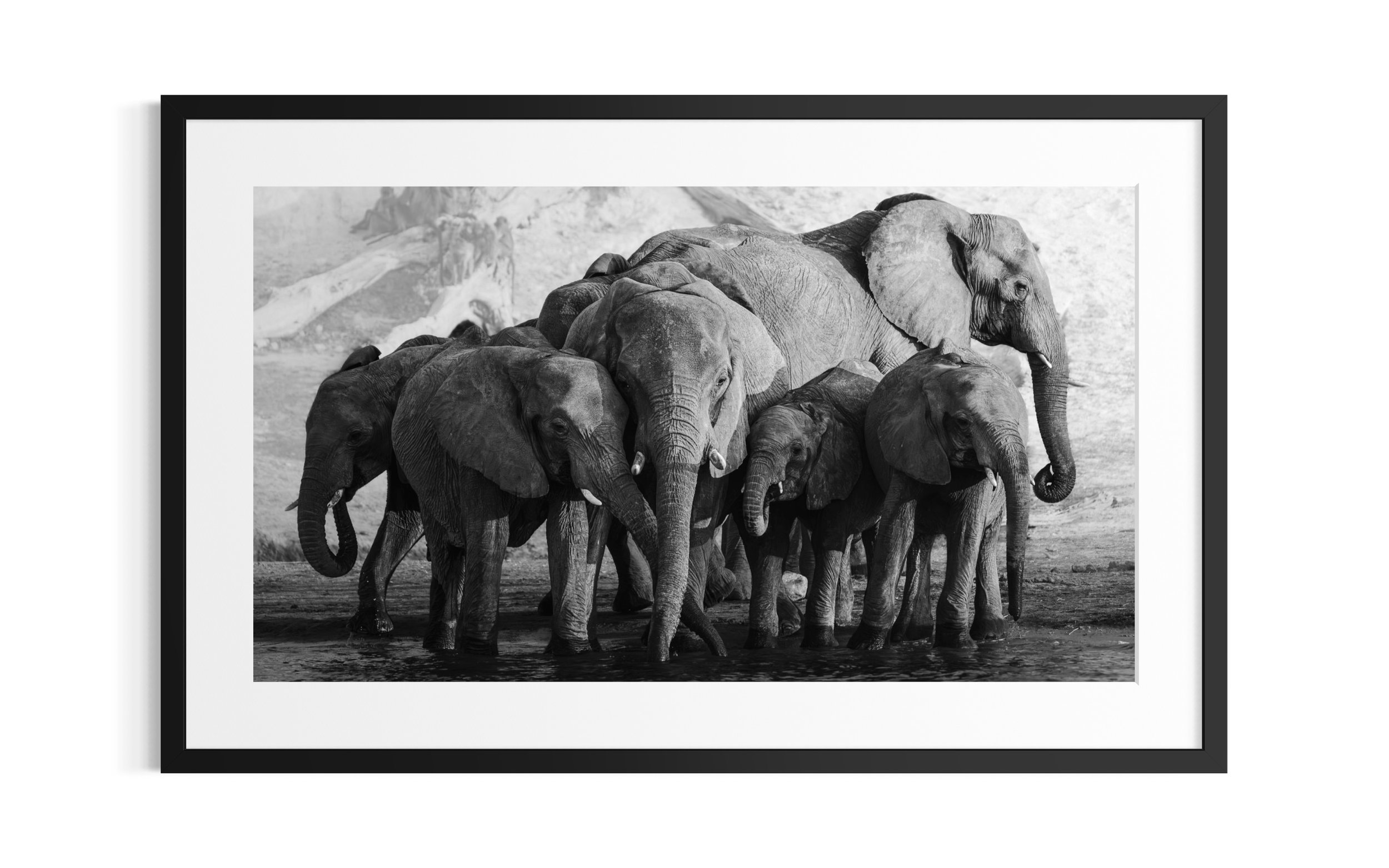 Museum-style framed black and white fine art print of a close-knit elephant herd, presented in a minimal gallery setting.
