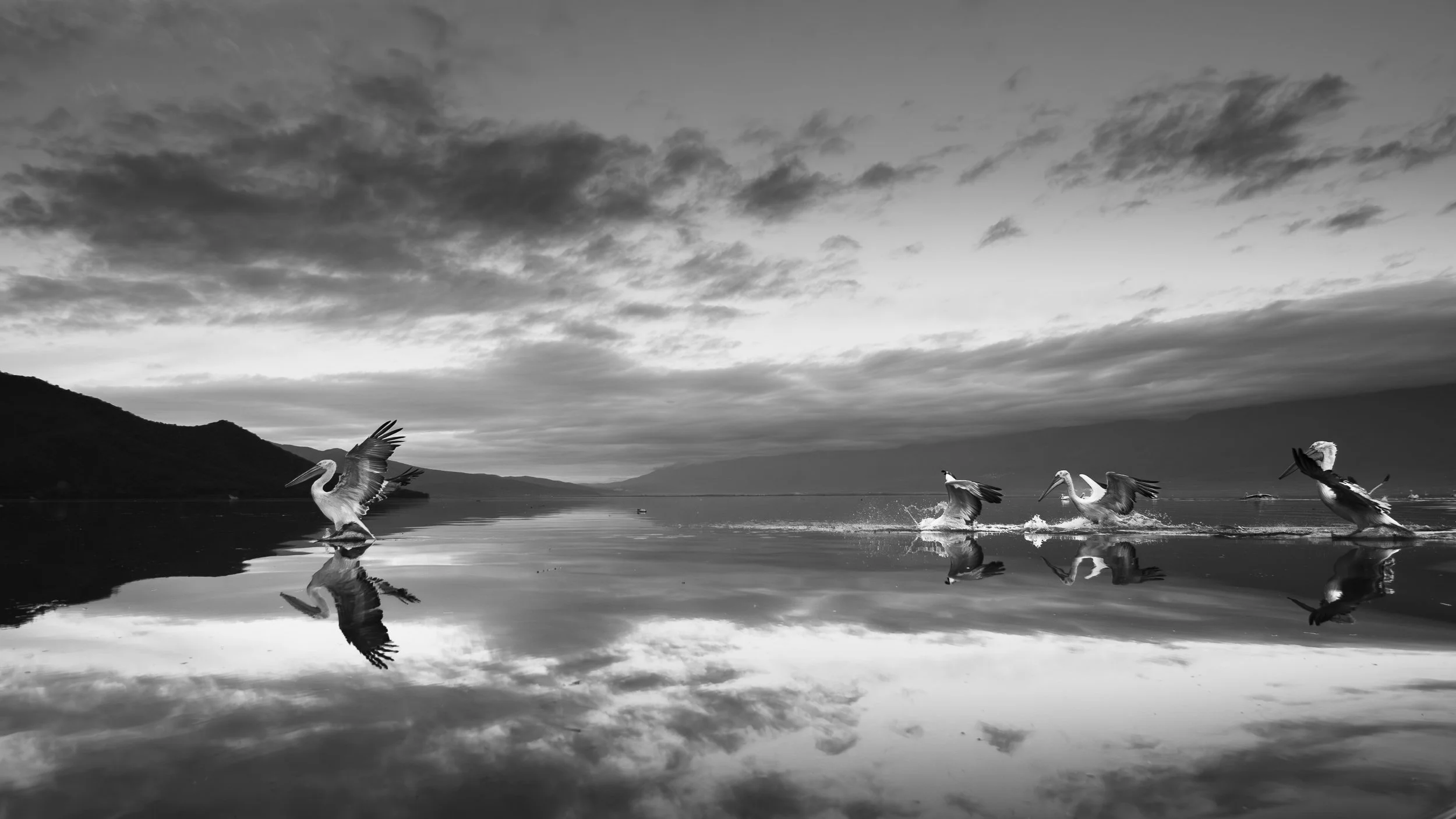 The Uprising — black and white fine art photograph of pelicans on Lake Kerkini, from The Kingdom of Pelicans collection