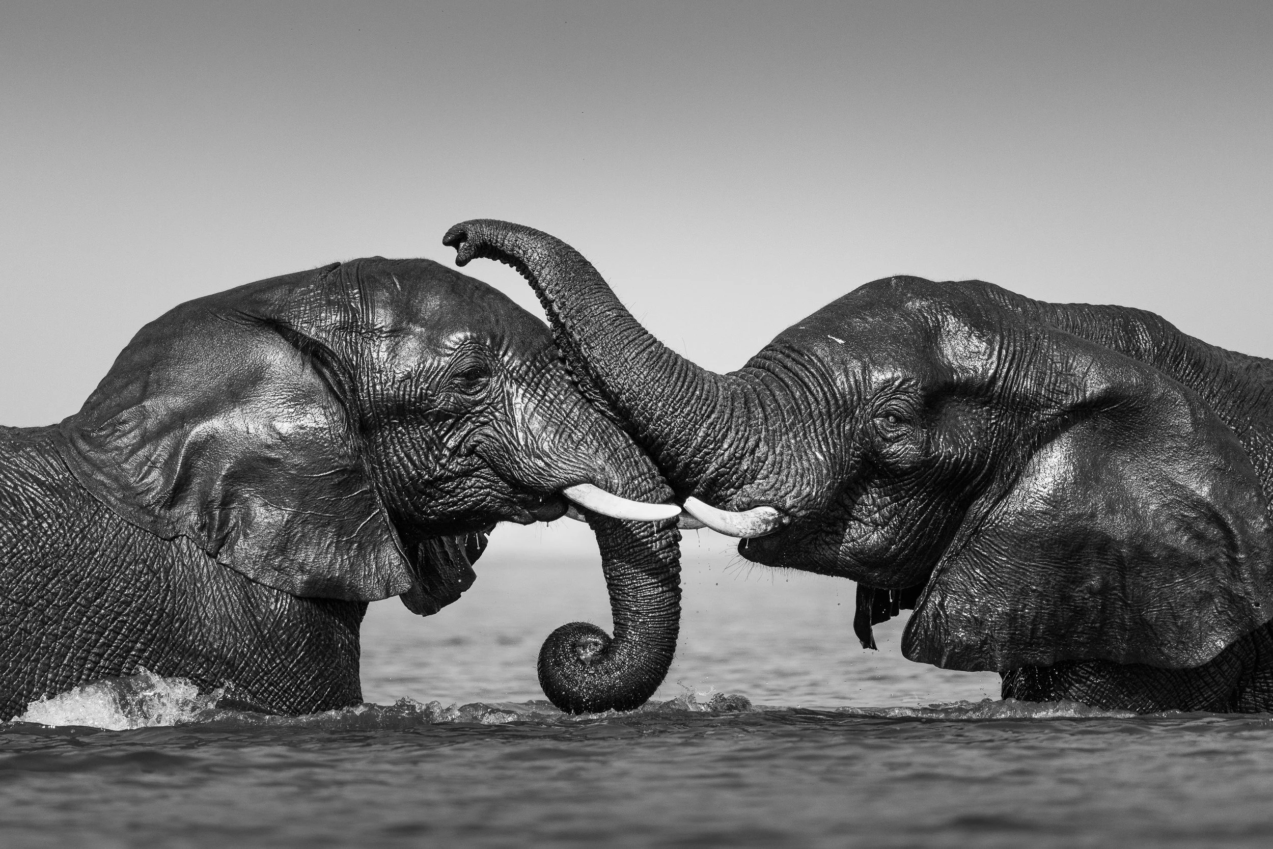 Water Dance — black and white fine art wildlife photograph of two young elephants playing in the water, Chobe River, Botswana, by Vasilis Moustakas