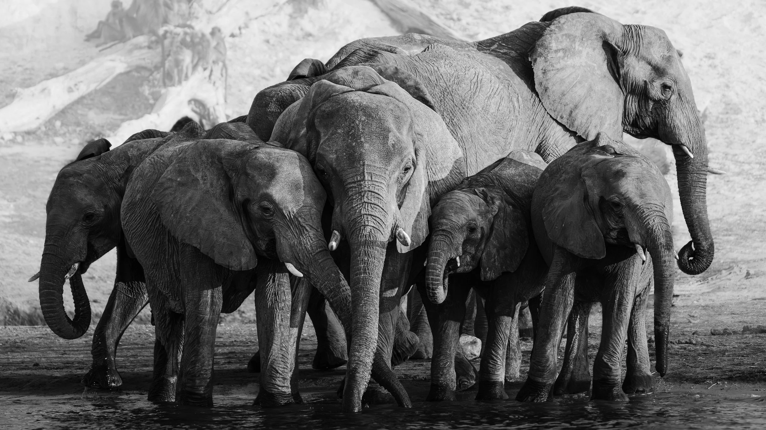 Dawn Gathering — black and white fine art wildlife photograph of elephants gathered in protective formation at the river's edge, Chobe River, Botswana, by Vasilis Moustakas