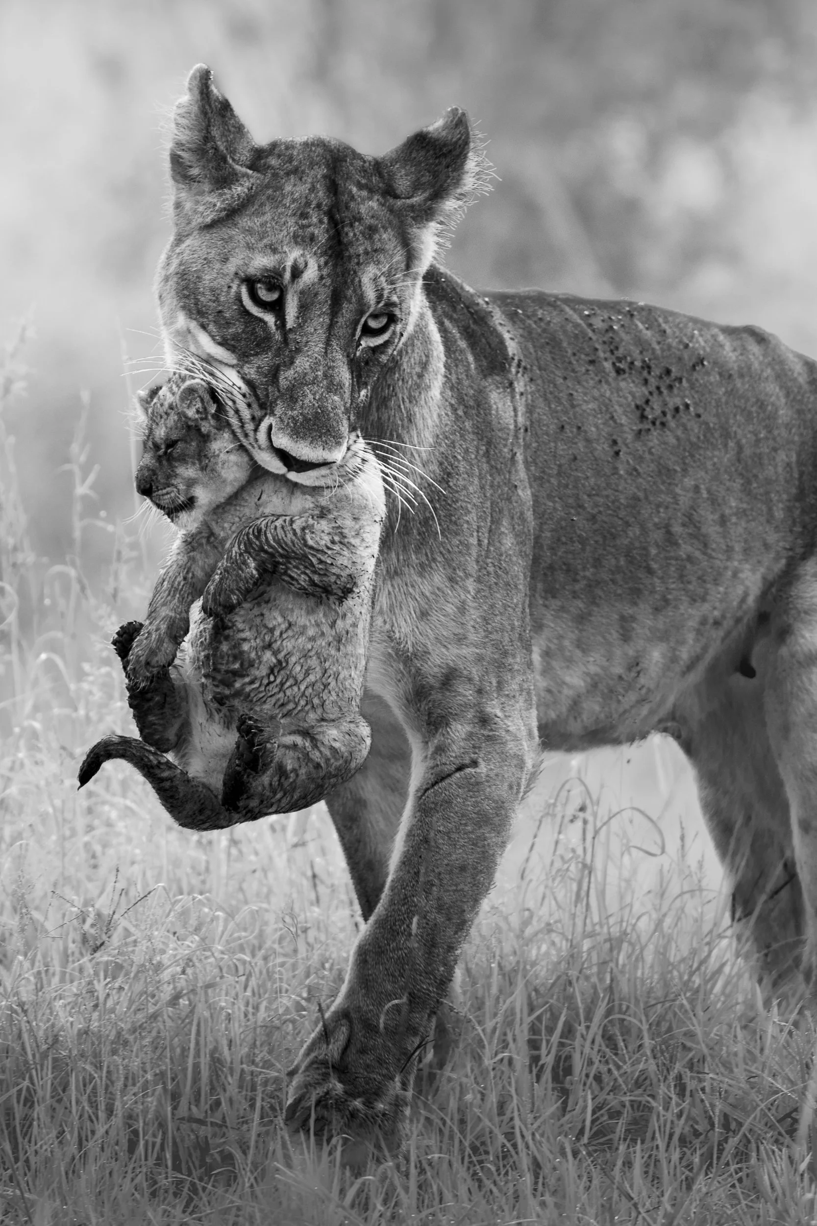 black and white fine art wildlife photograph of a lioness carrying her cub through tall grass, Maasai Mara National Reserve, Kenya, by Vasilis Moustakas
