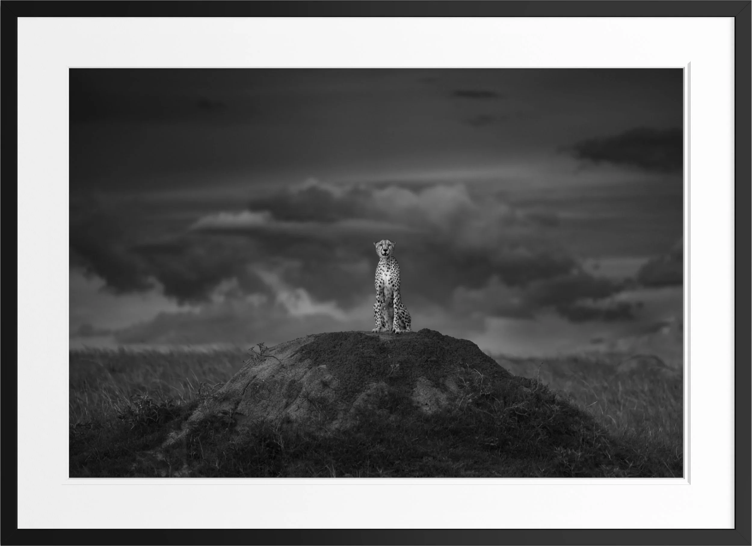 The Watcher — black and white cheetah fine art print, framed, by Vasilis Moustakas
