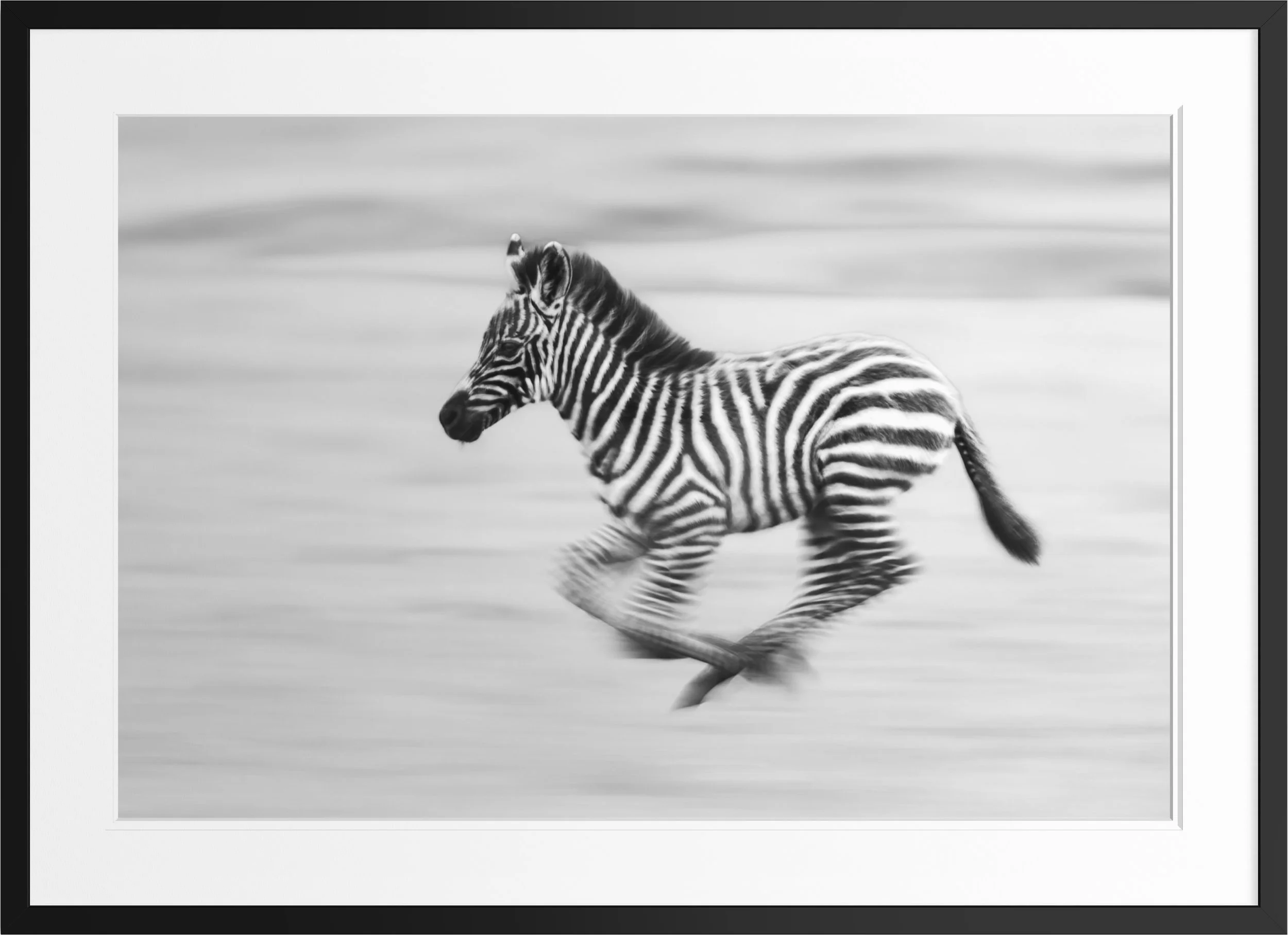 Breaking Free — black and white zebra fine art print, framed, by Vasilis Moustakas