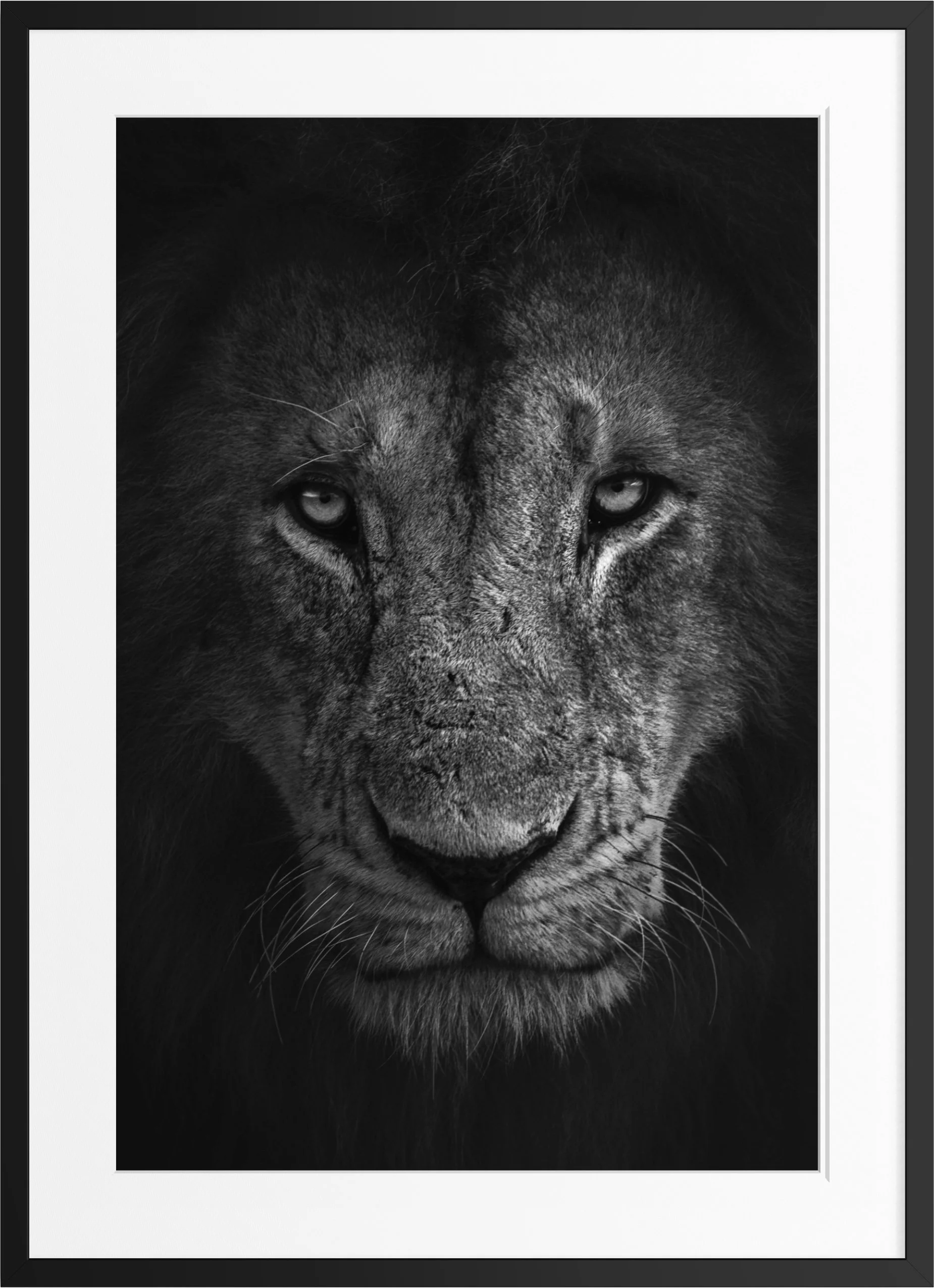 The Long Gaze — black and white lion portrait fine art print, framed, by Vasilis Moustakas