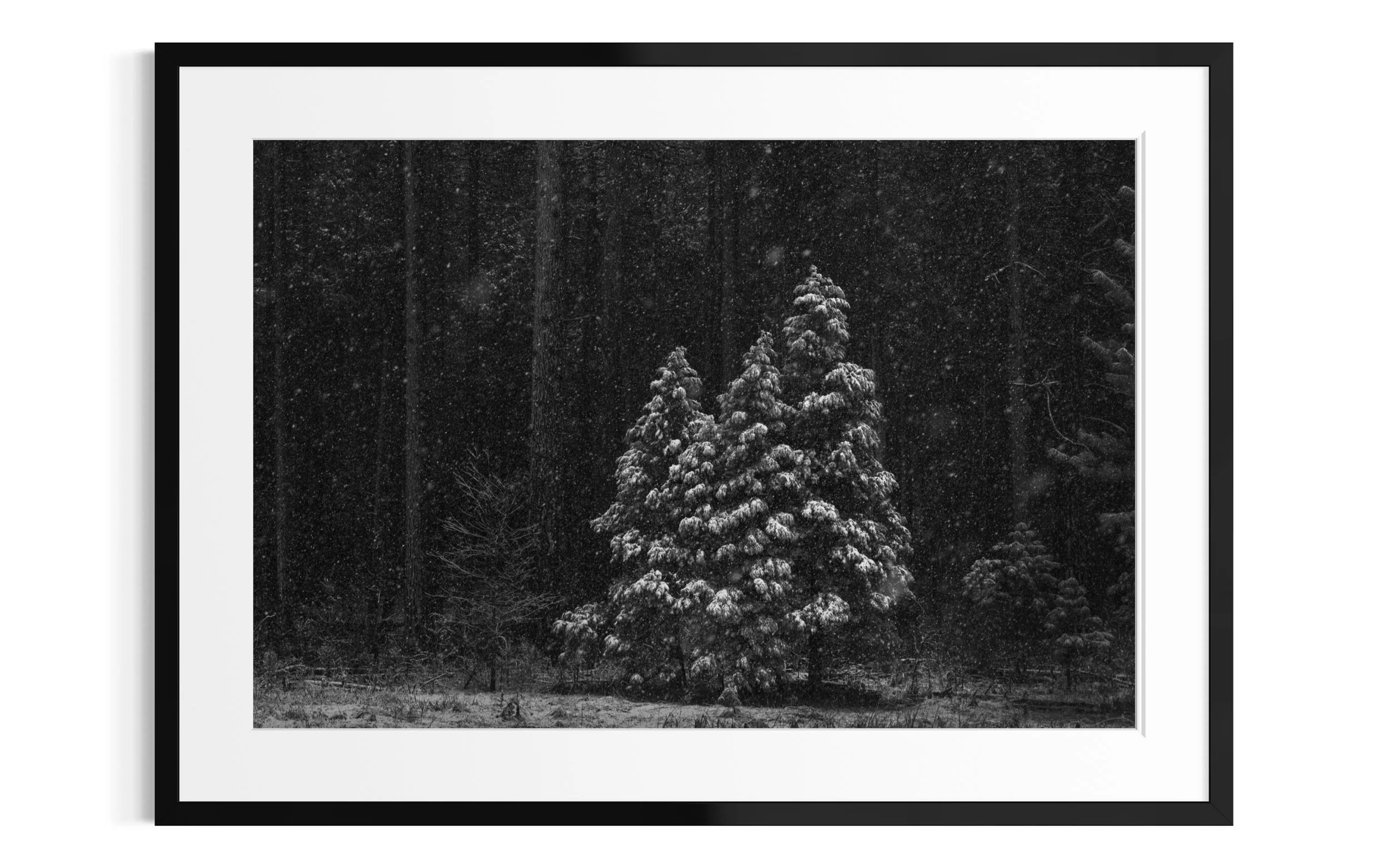 The Pines — framed large format fine art print by Vasilis Moustakas, shown in interior setting