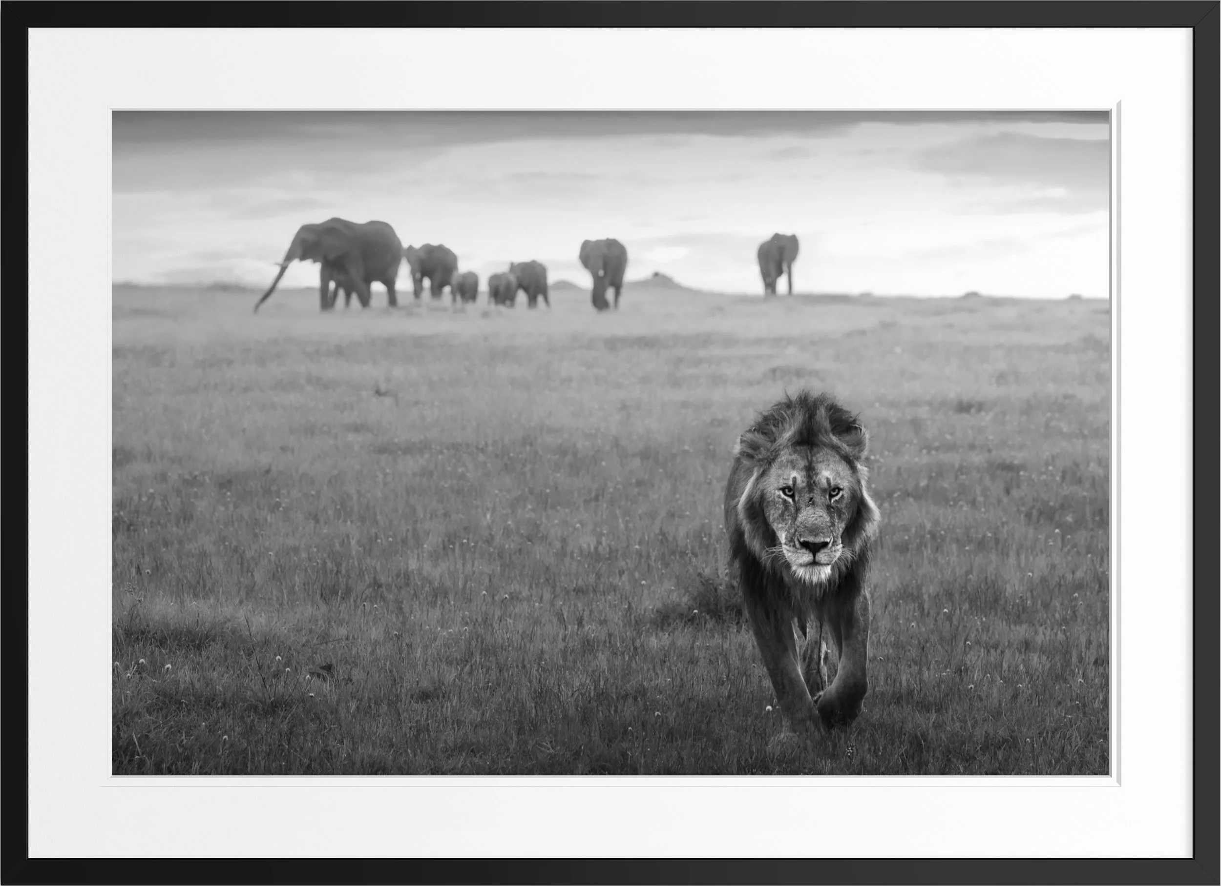 All Eyes Forward — black and white lion fine art print, framed, by Vasilis Moustakas