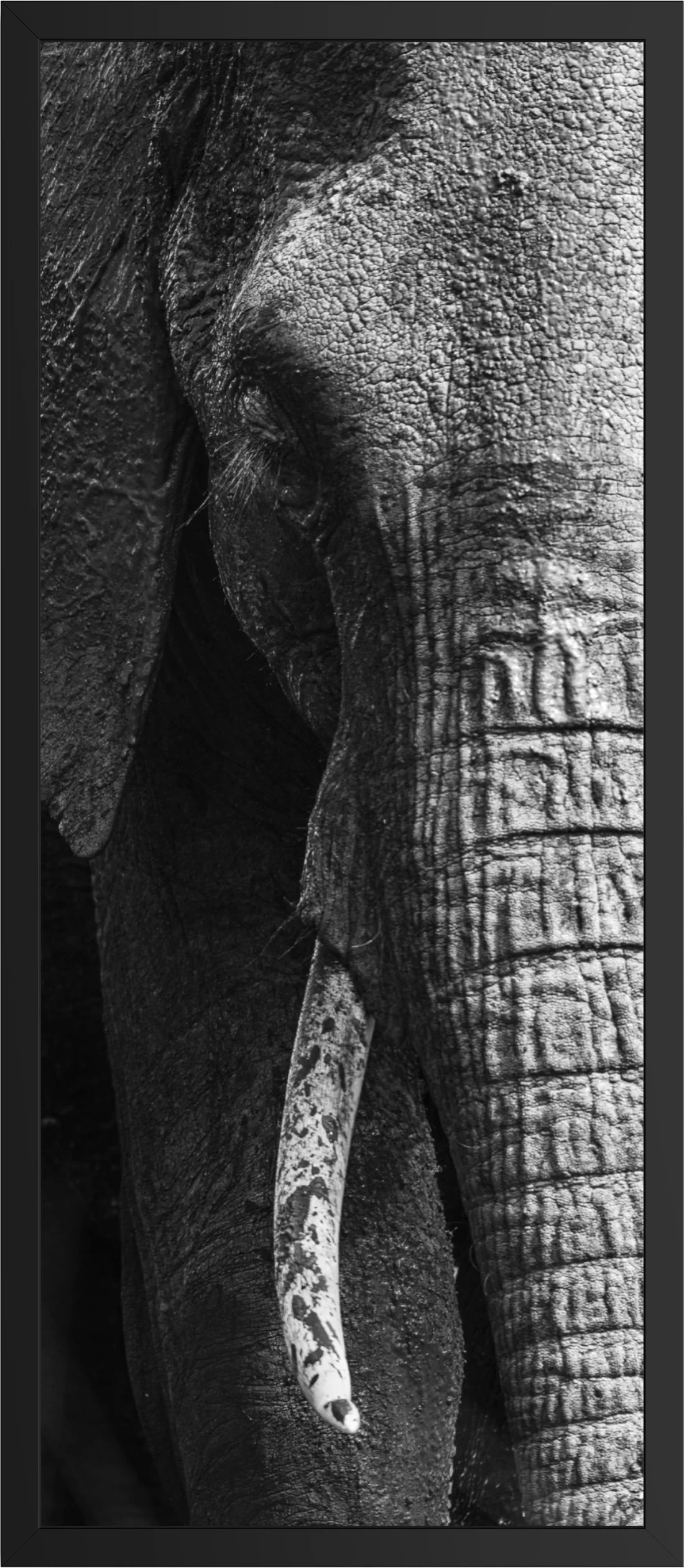 The Weight of Years — black and white elephant fine art print, framed, by Vasilis Moustakas