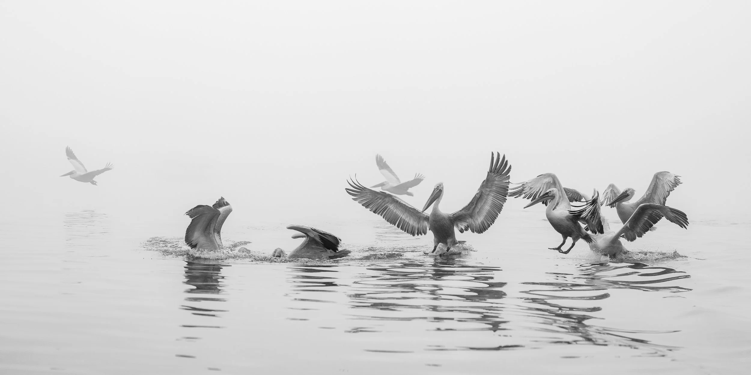 Mist and Motion — black and white fine art wildlife photograph of Dalmatian pelicans landing on misty water, Lake Kerkini, Greece, by Vasilis Moustakas