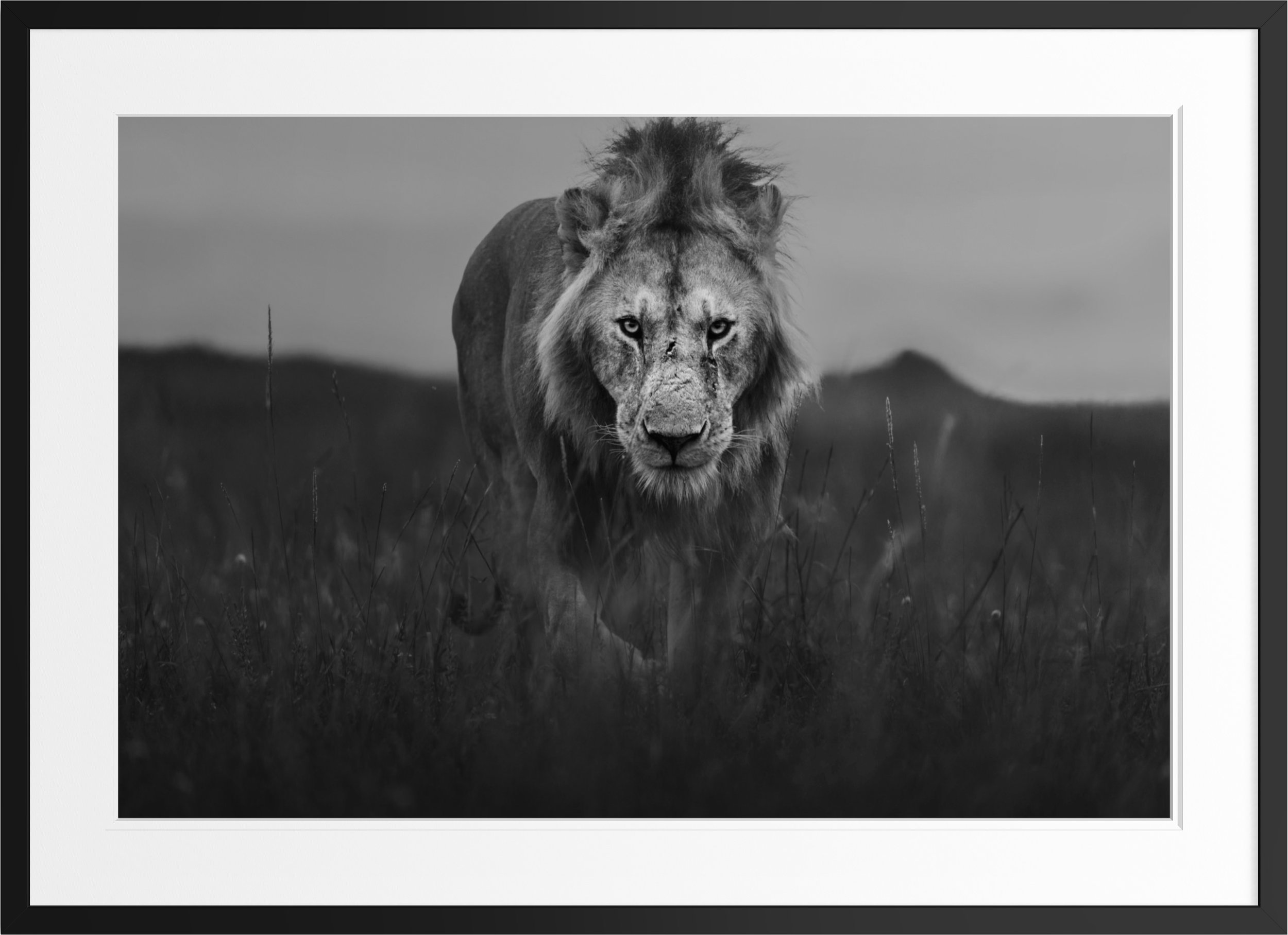 The Approach — black and white lion fine art print, framed, by Vasilis Moustakas