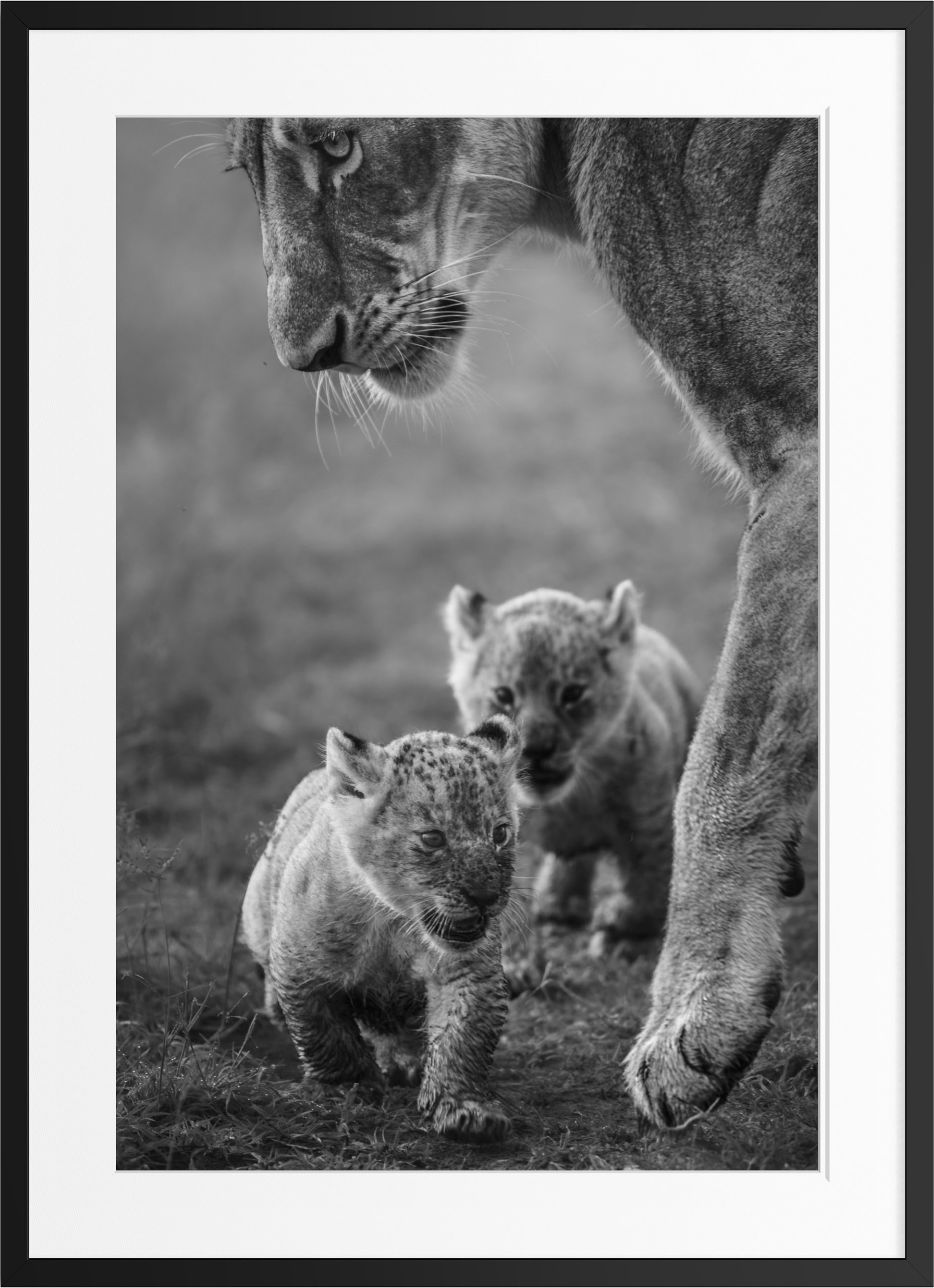 First Steps — black and white lion cub fine art print, framed, by Vasilis Moustakas
