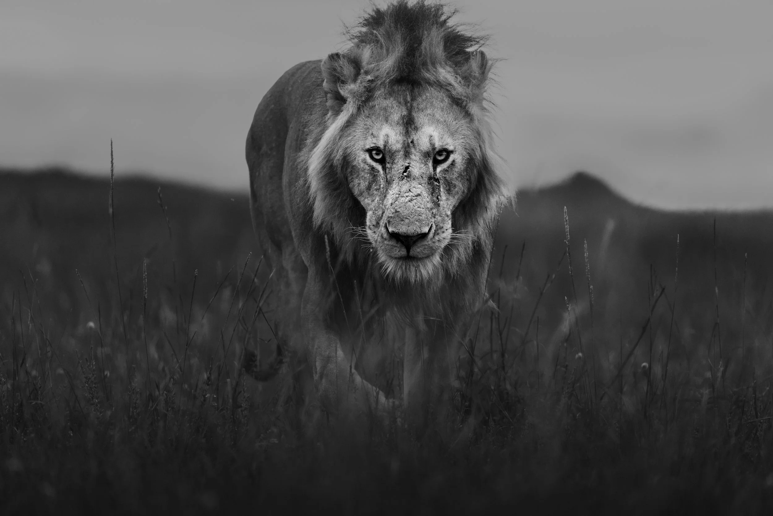 The Approach-Maasai-Mara-black-and-white-fine-art-print-by Vasilis_Moustakas.jpg