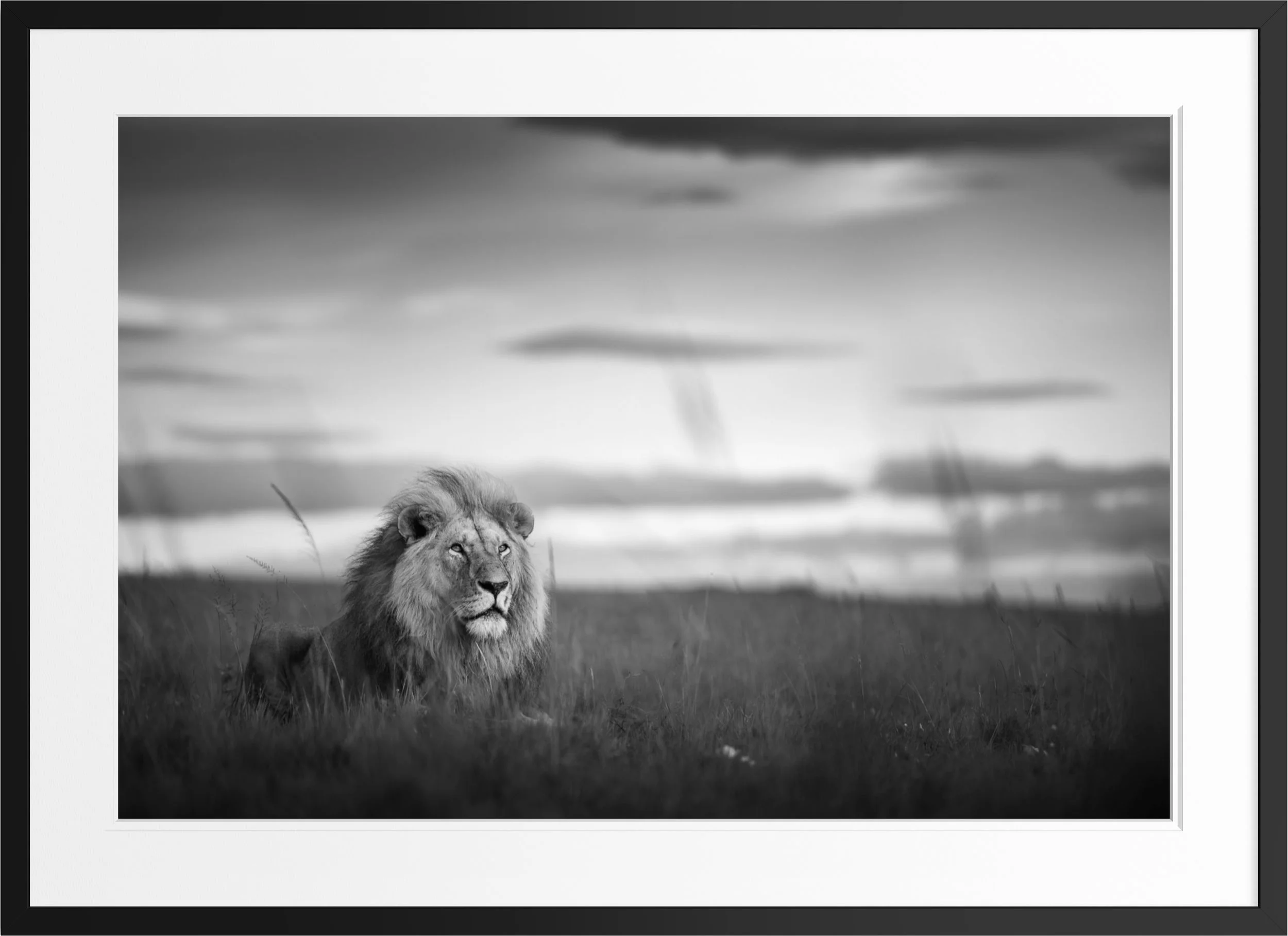 What Stillness Holds — black and white lion fine art print, framed, by Vasilis Moustakas