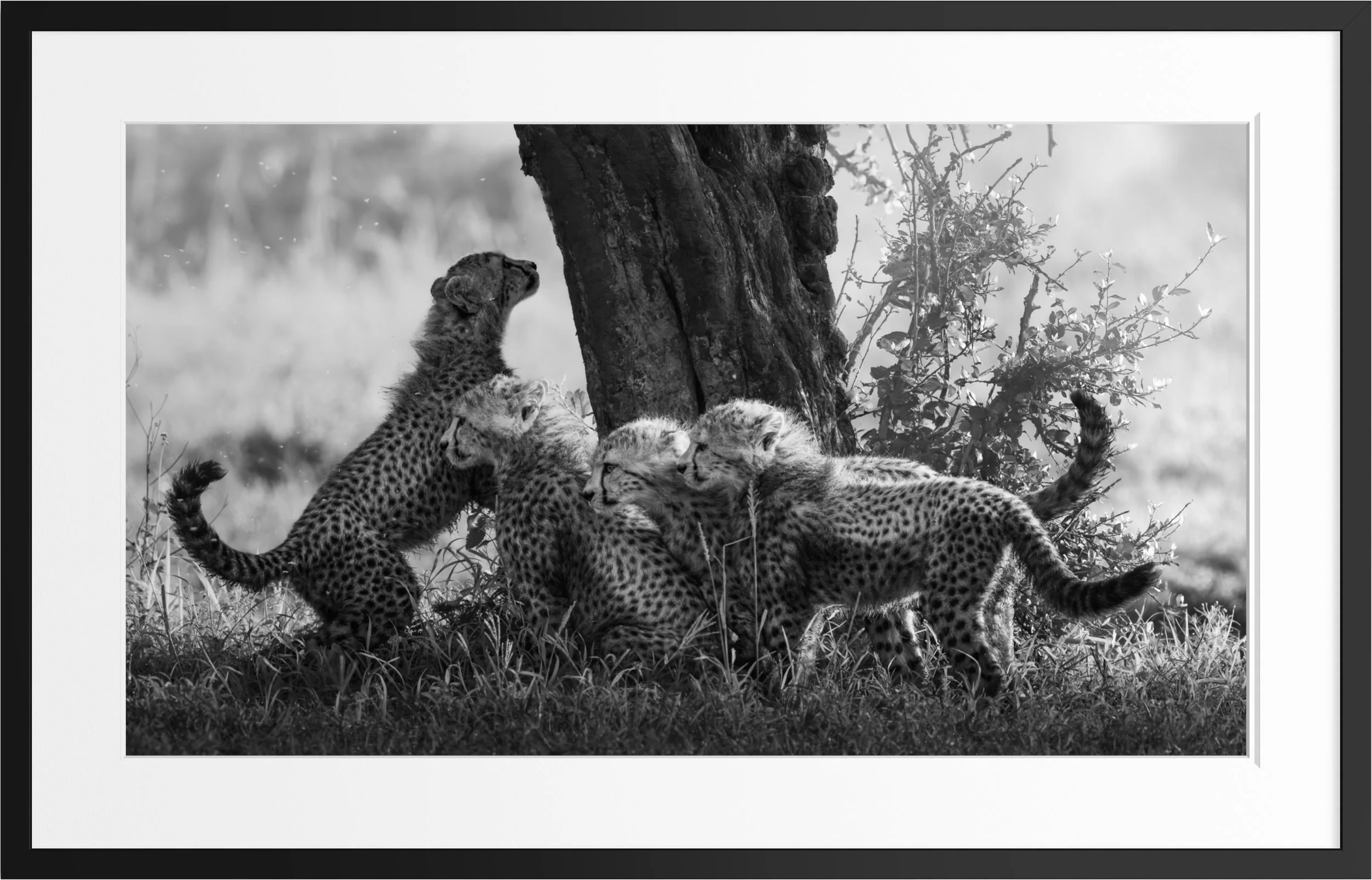 The Wild Ones — black and white cheetah cub fine art print, framed, by Vasilis Moustakas