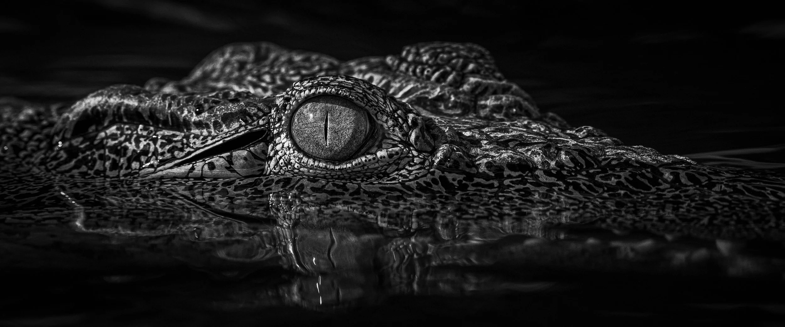 The Eye Between Worlds, black and white fine art wildlife photograph, close-up detail fo a crocodile
