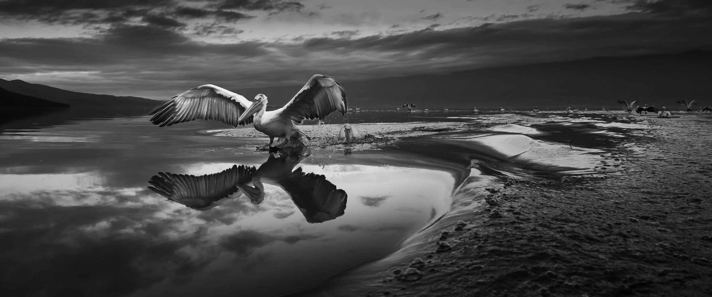 Throne of Water — black and white fine art wildlife photograph of a Dalmatian pelican spreading its wings with reflection in still water, Lake Kerkini, Greece, by Vasilis Moustakas