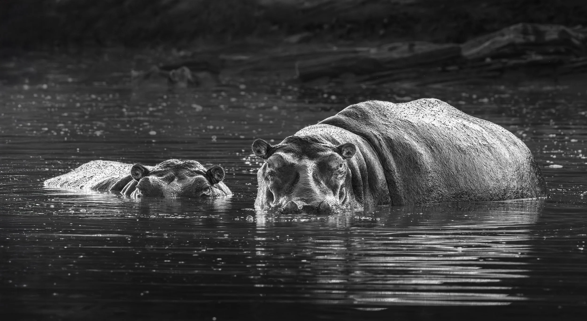 Below the Surface-Maasai-Mara-black-and-white-fine-art-print-Vasilis_Moustakas.jpg