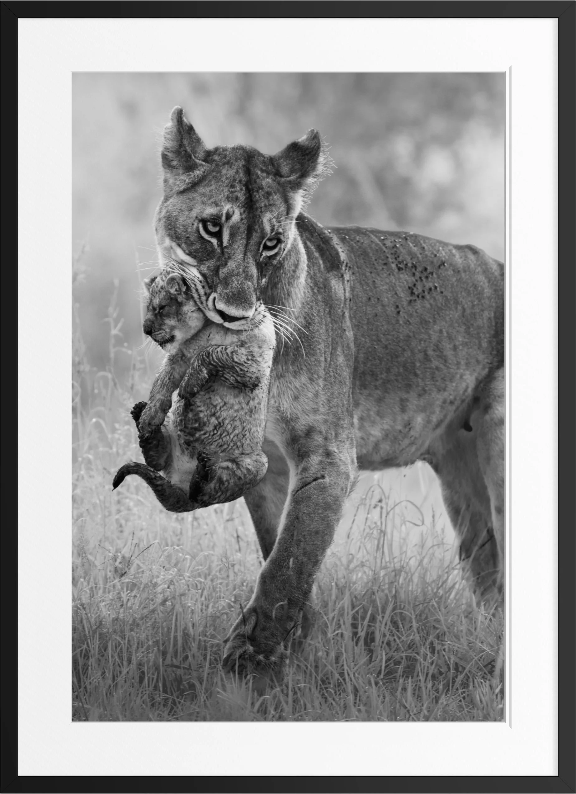framed limited edition fine art print from Maasai Mara, Kenya by Vasilis Moustakas