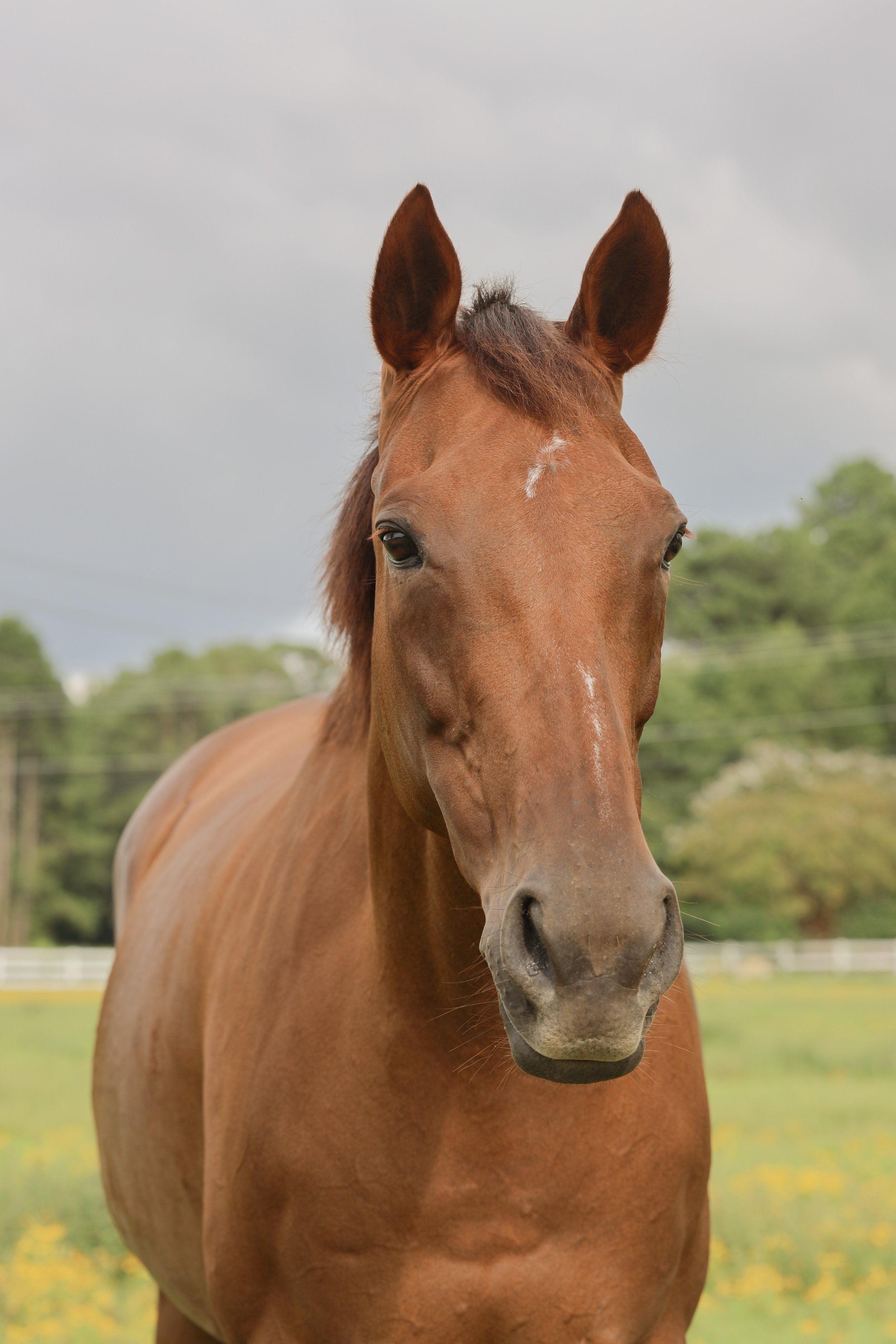 Blog: The Language of Ears: What Your Horse is Really Saying
