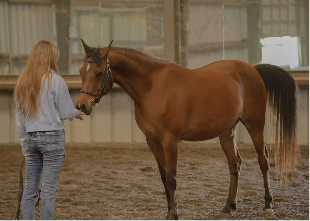 Why Groundwork Builds Better Riders