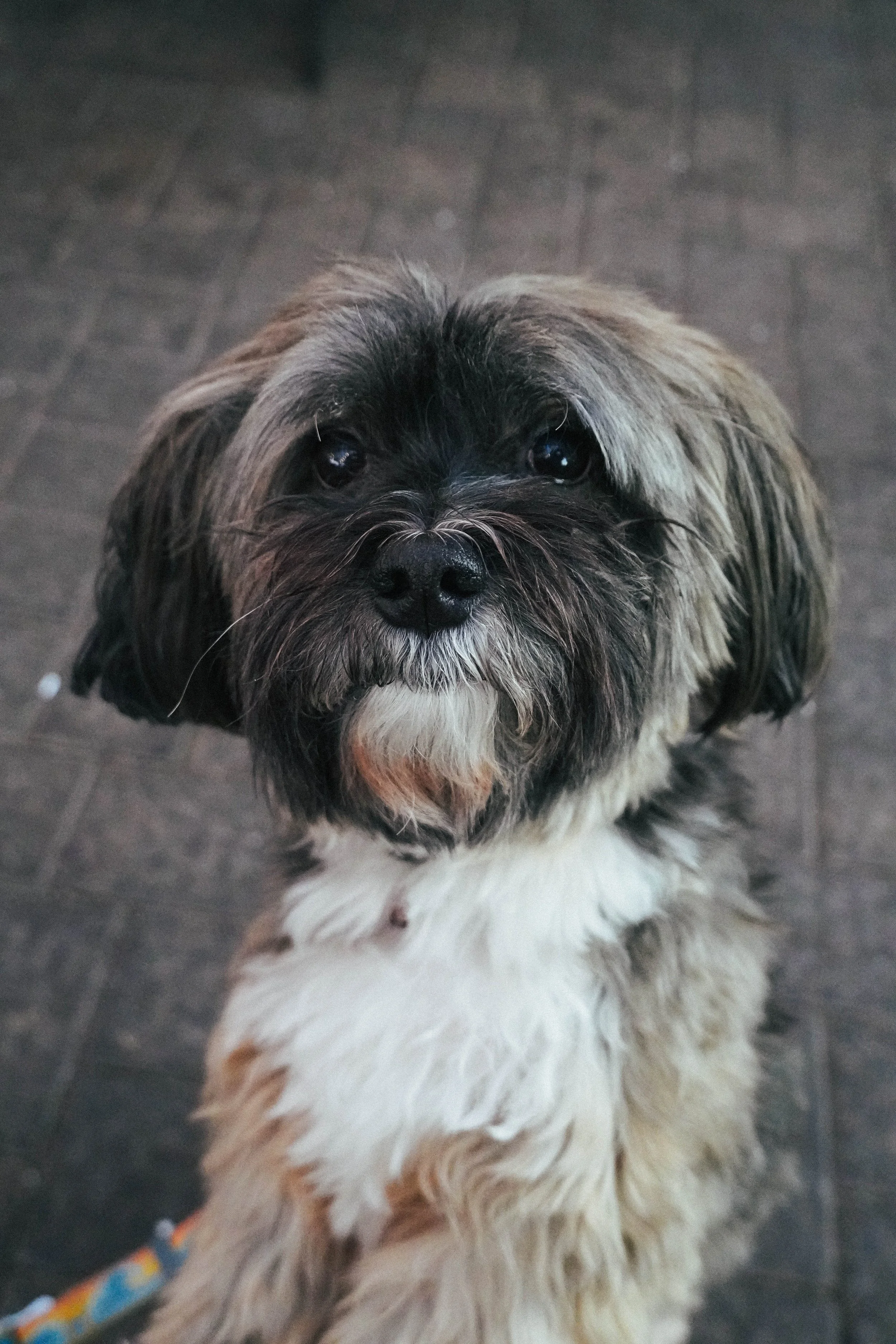 A black-and-white photo of a small dog with fluffy fur, looking up at the camera with expressive eyes.