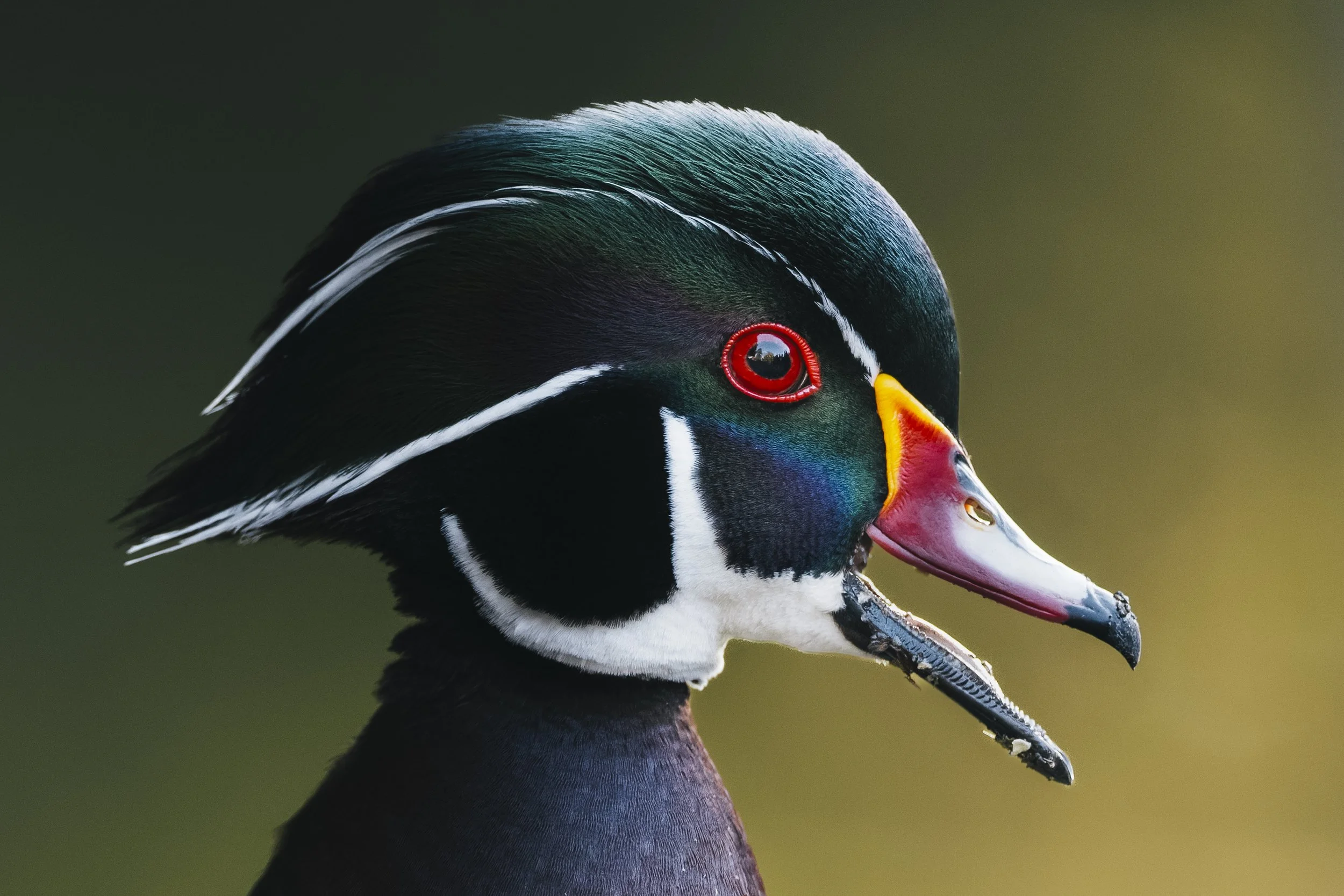 _5II5584-DxO_DeepPRIME XD3.jpg