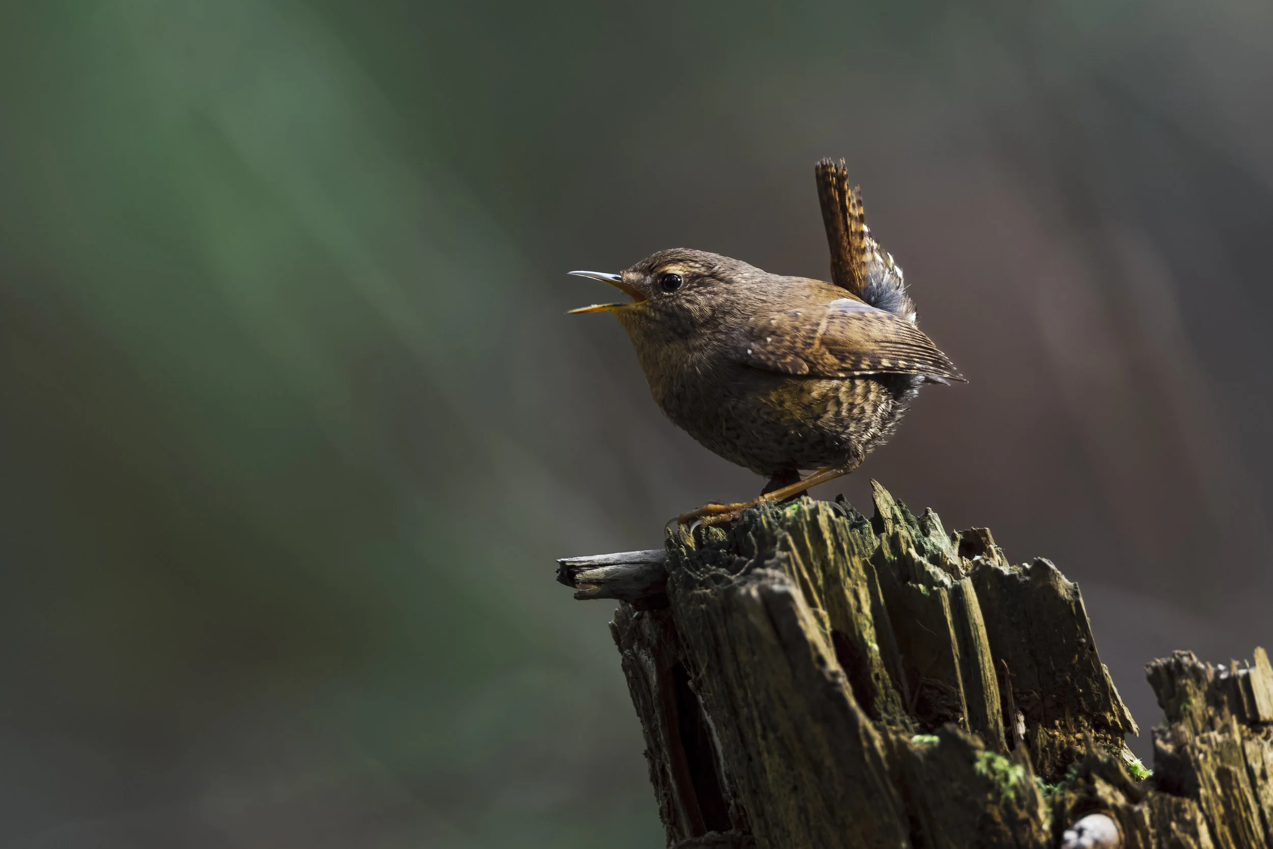 _5II0951-DxO_DeepPRIME XD3.jpg