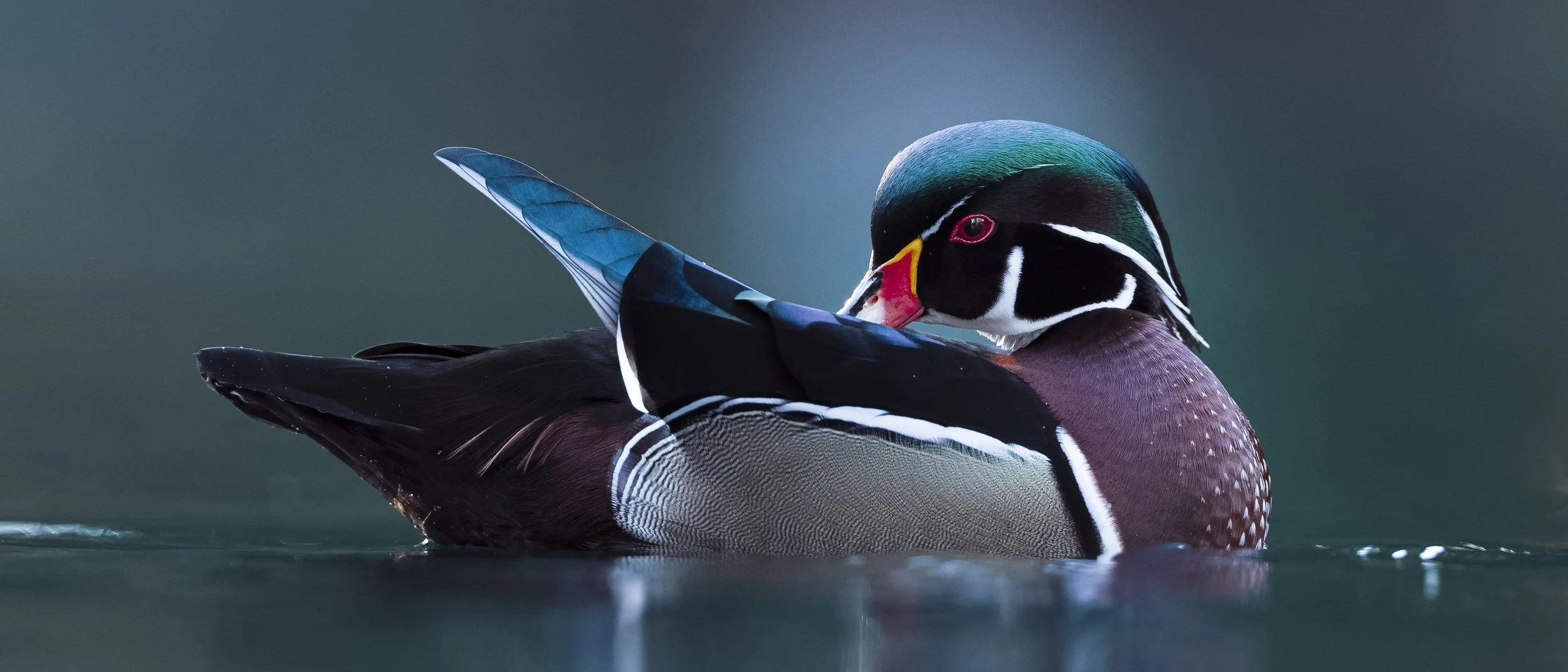 _5II5350-DxO_DeepPRIME XD3.jpg