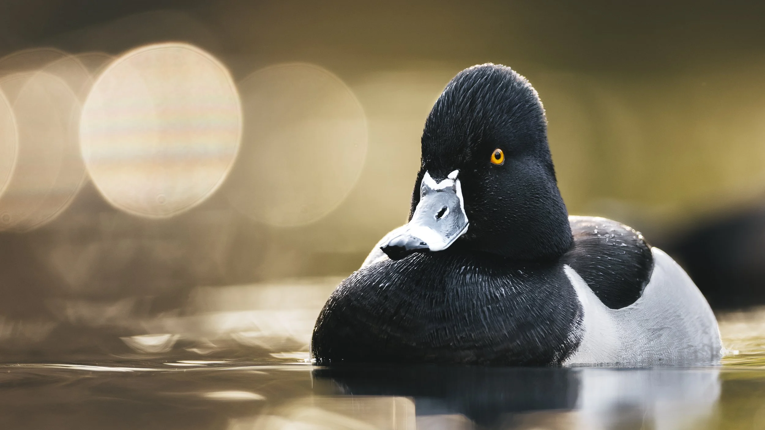 _5II4182-DxO_DeepPRIME XD3.jpg