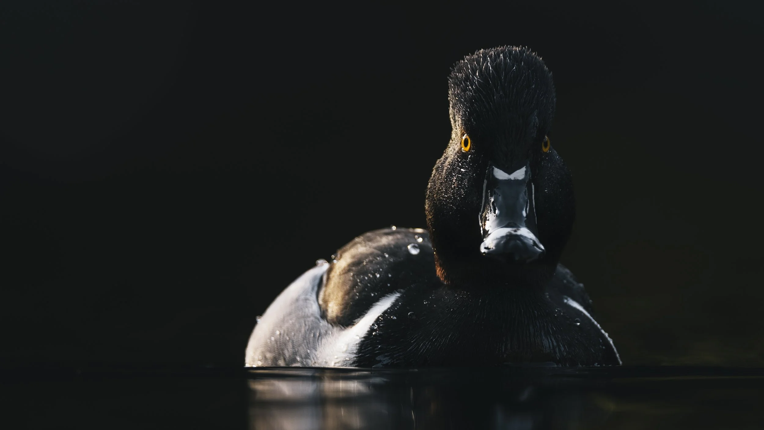 _5II4994-DxO_DeepPRIME XD3.jpg